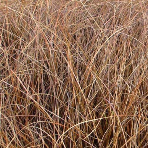 Laîche Milk Chocolate - Carex