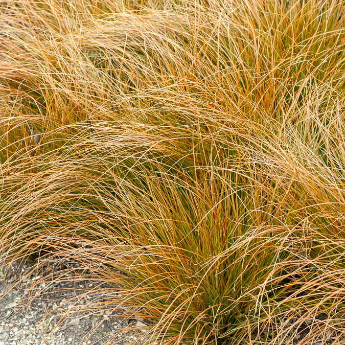 Laîche orange - Carex