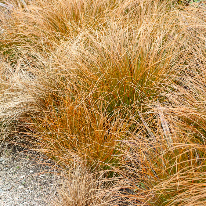 Laîche orange - Carex - Image 2