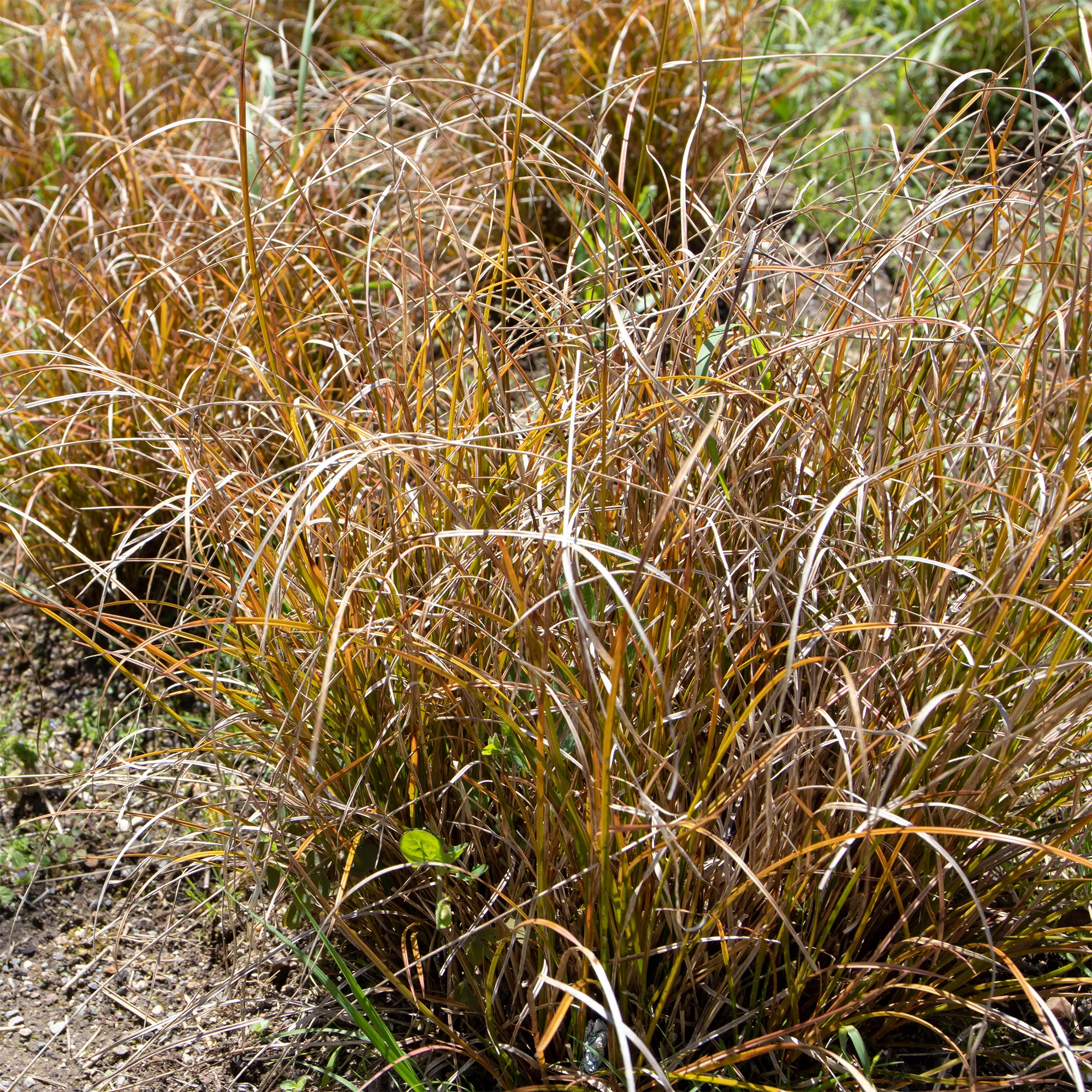 Laîche orange - Carex - Image 3