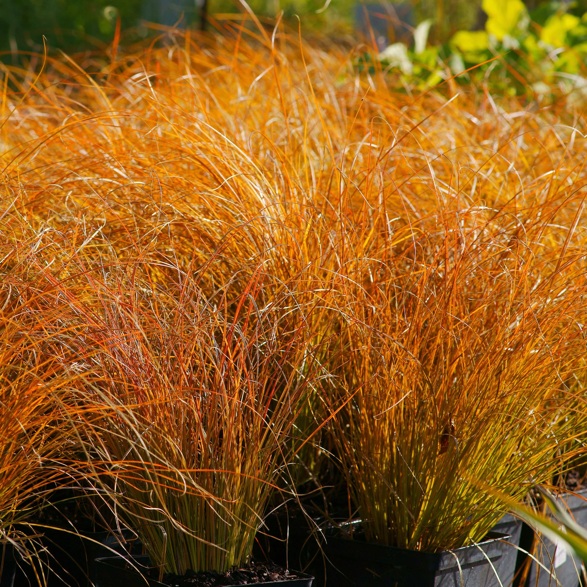 Laîche orange 'Prairie Fire' - Image 3