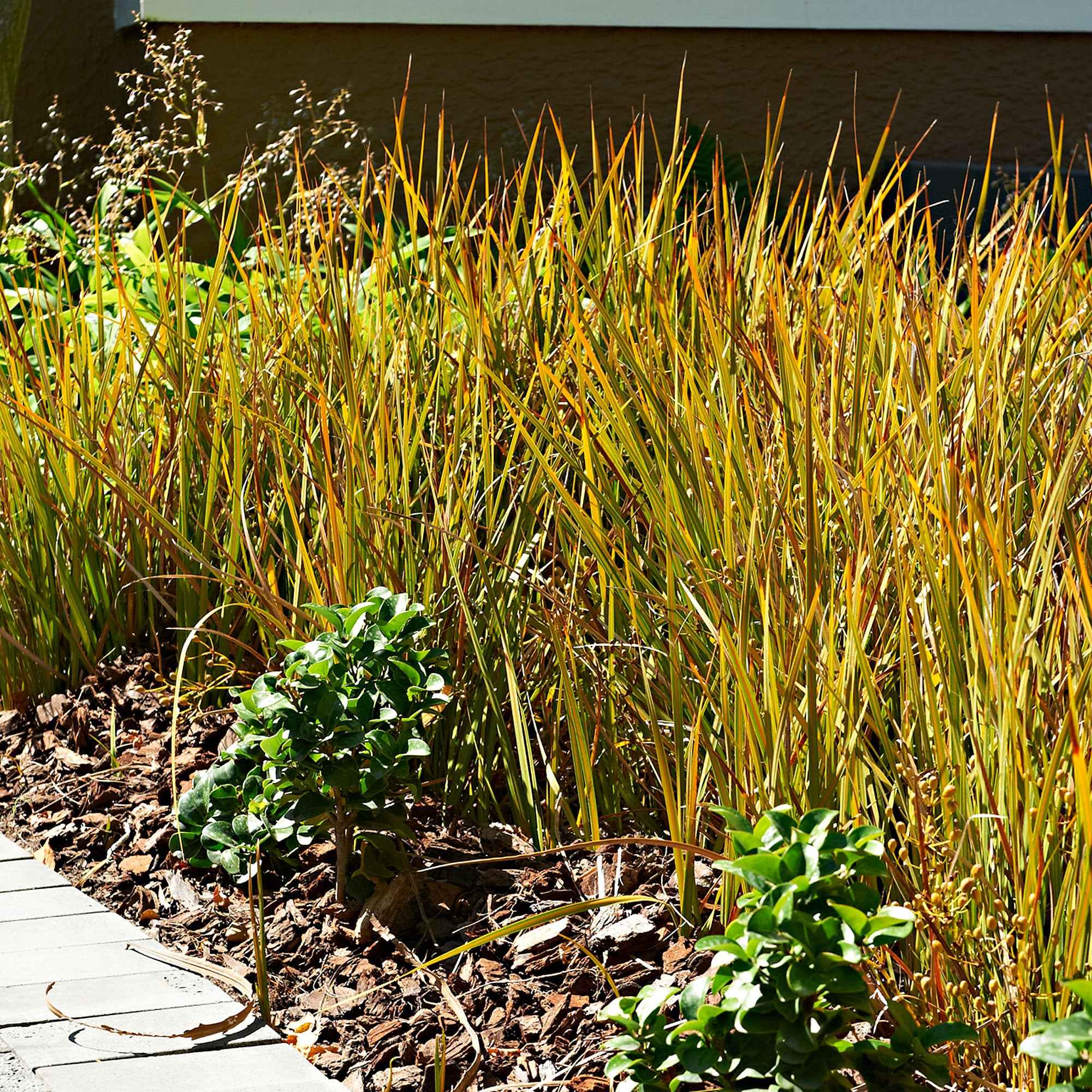 Laîche orange 'Prairie Fire' - Image 4