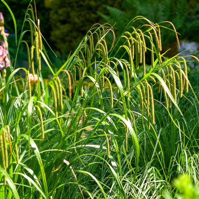 Laîche pendante - Carex