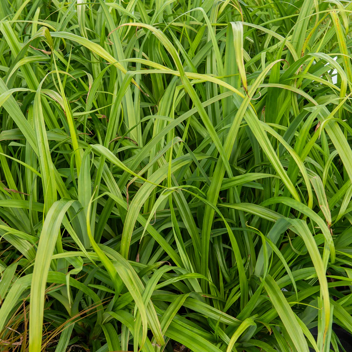 Laîche pendante - Carex - Image 2
