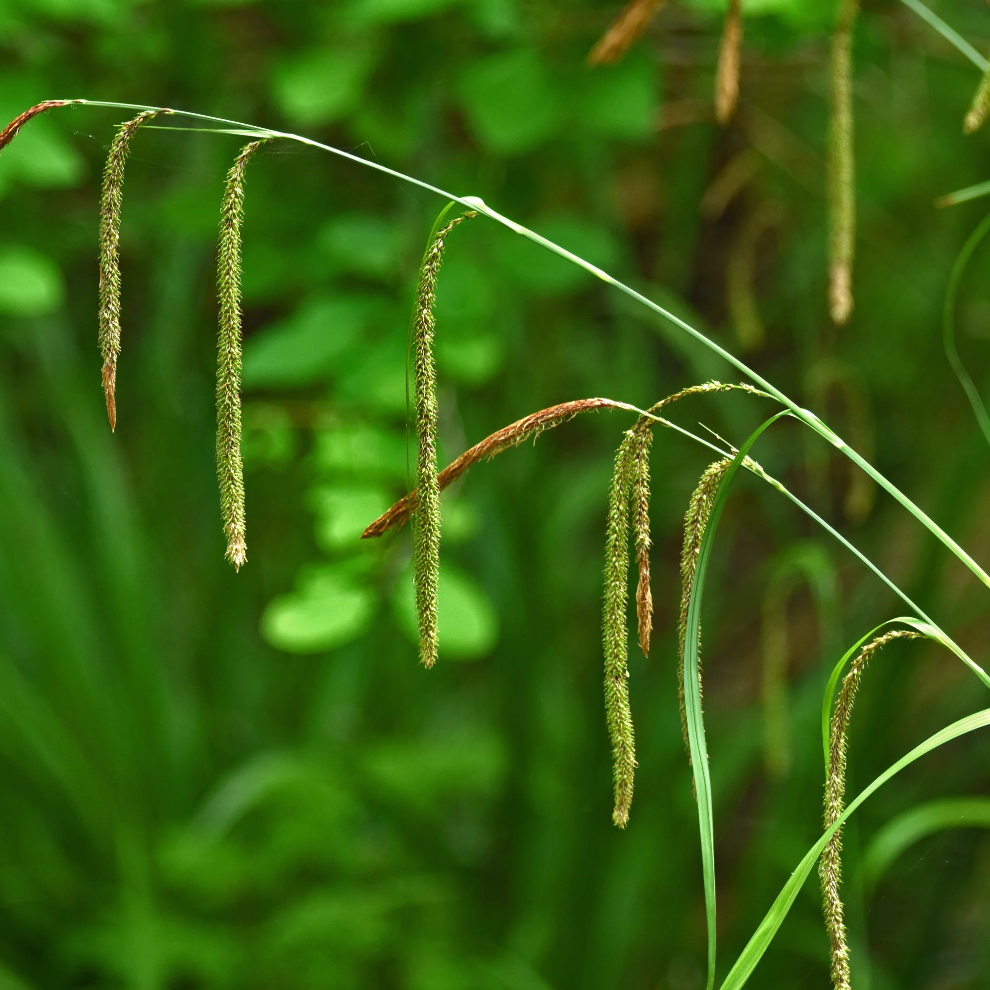 Laîche pendante - Carex - Image 3