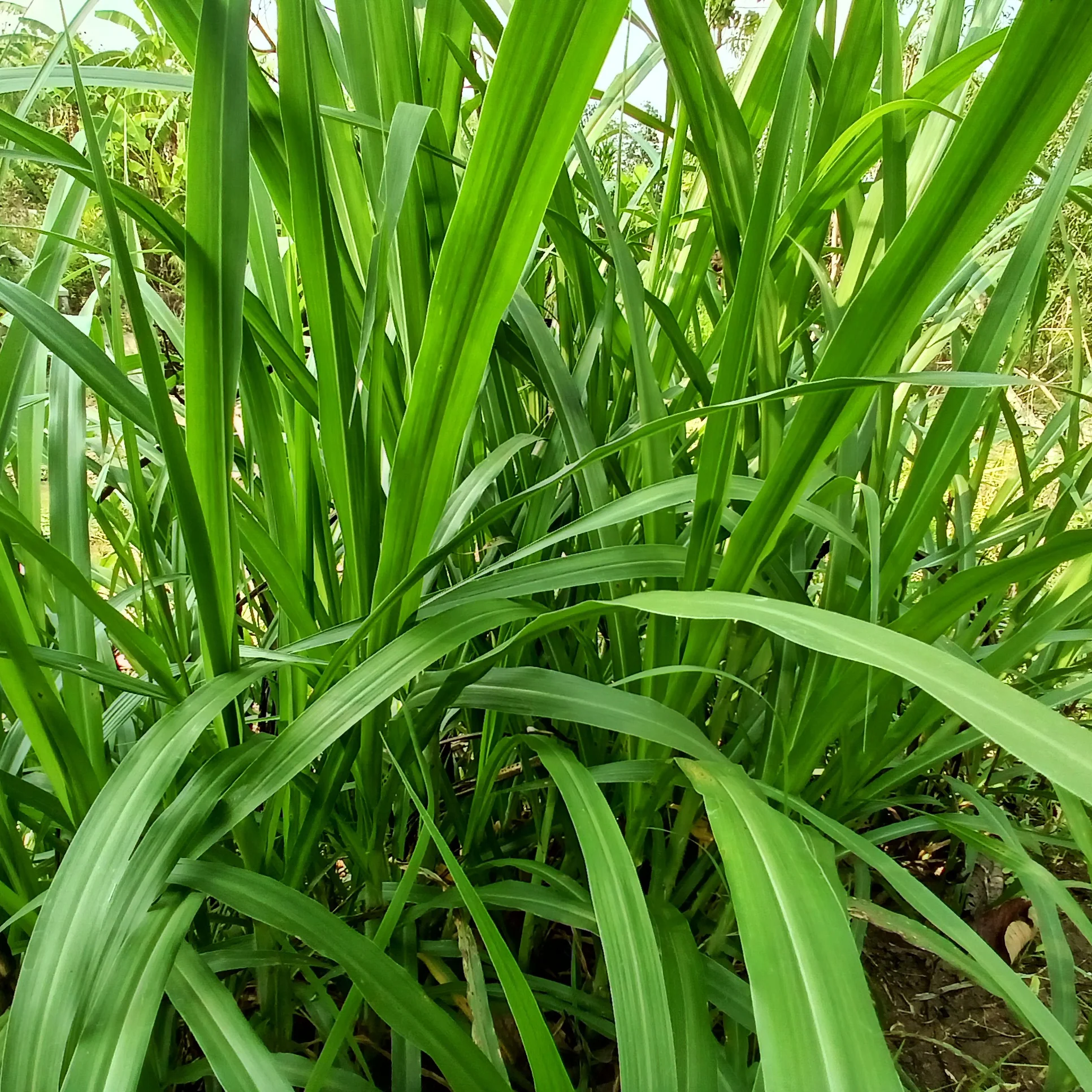 Laîche pendante - Carex - Image 4