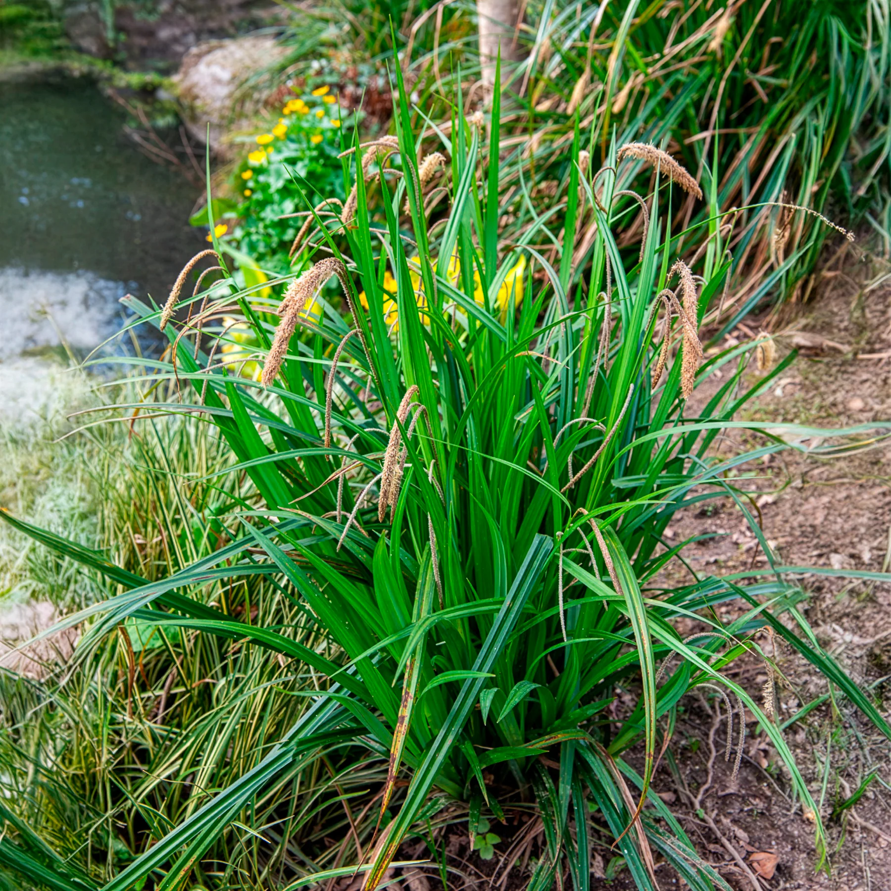Laîche pendante - Carex - Image 5