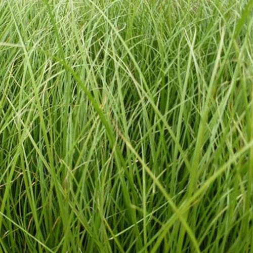 Laîche Phoenix Green