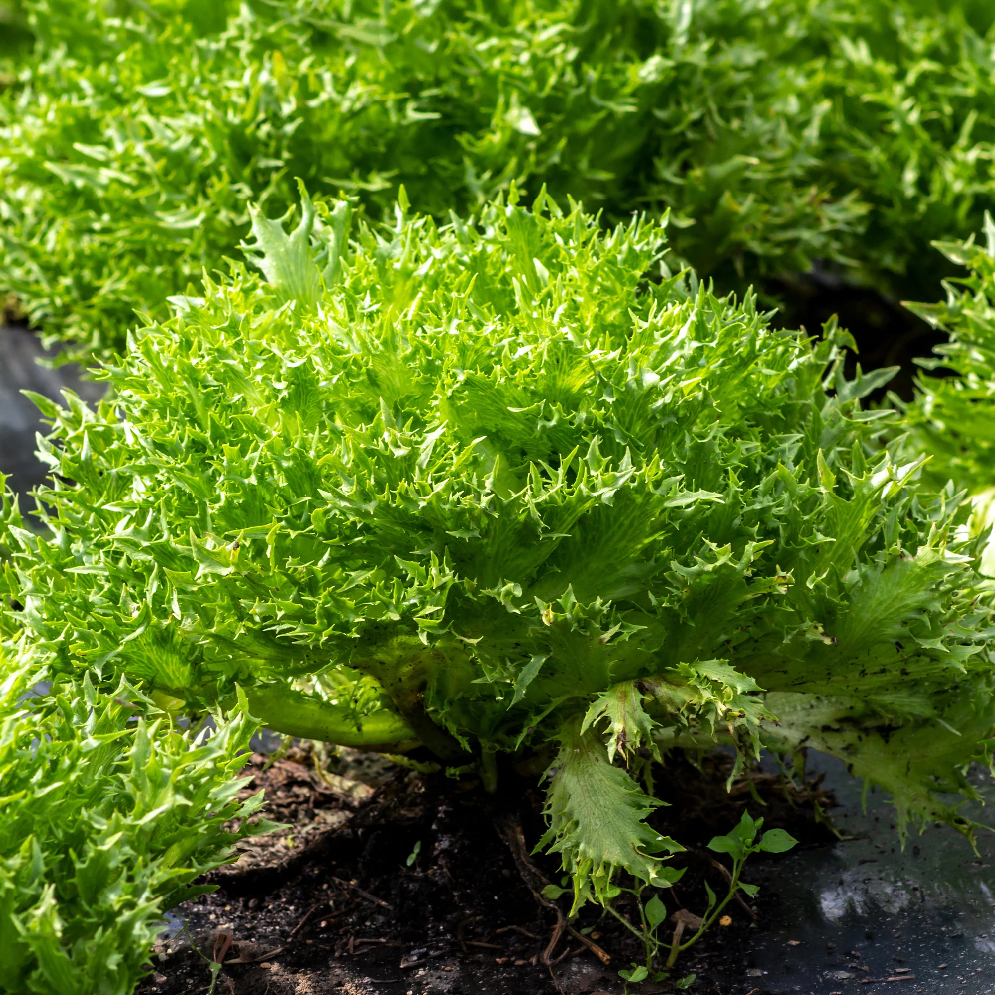 Laitue batavia frisée Eazyleaf Skilton