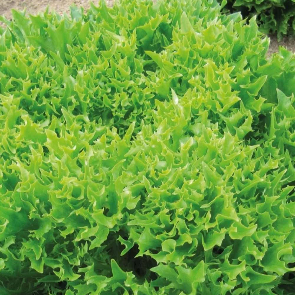 Laitue batavia frisée Eazyleaf Skilton - Image 2
