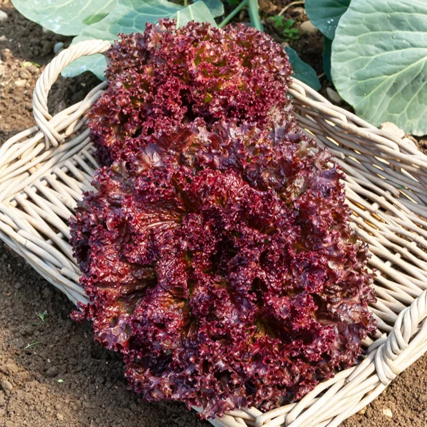 Laitue Lollo Rossa - Image 3
