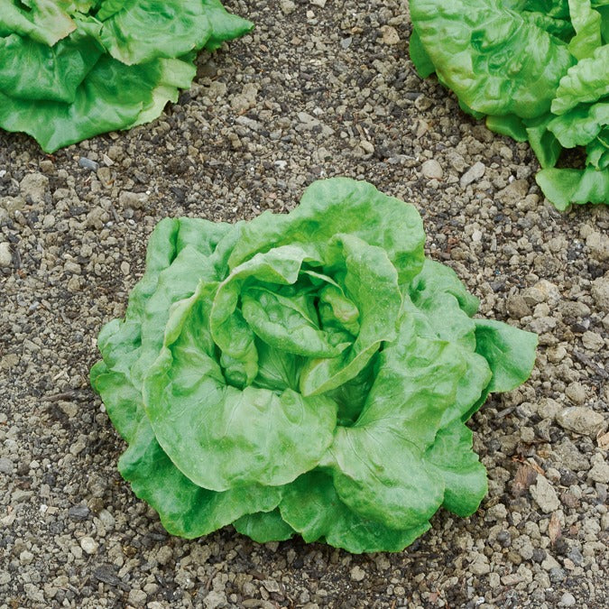 Laitue pommée Du Bon Jardinier - Image 2