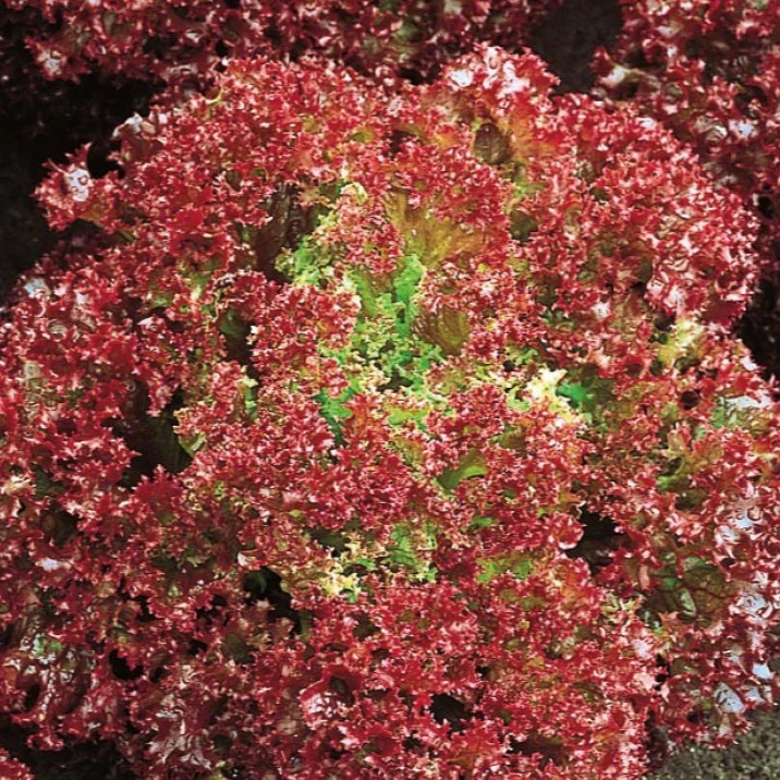 Laitue pommée frisée Lollo Rossa Bio