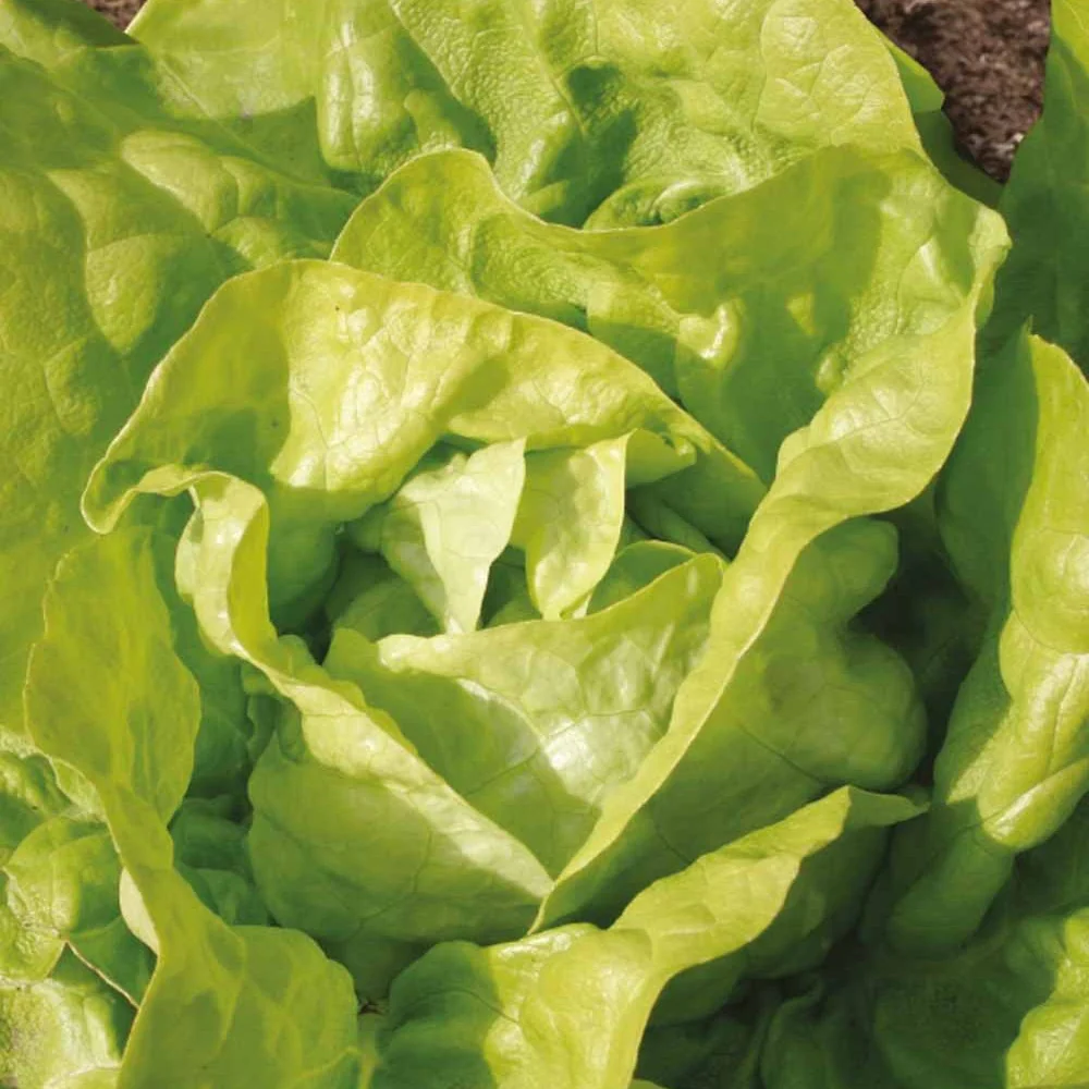 Laitue pommée Twellose Gele Bio