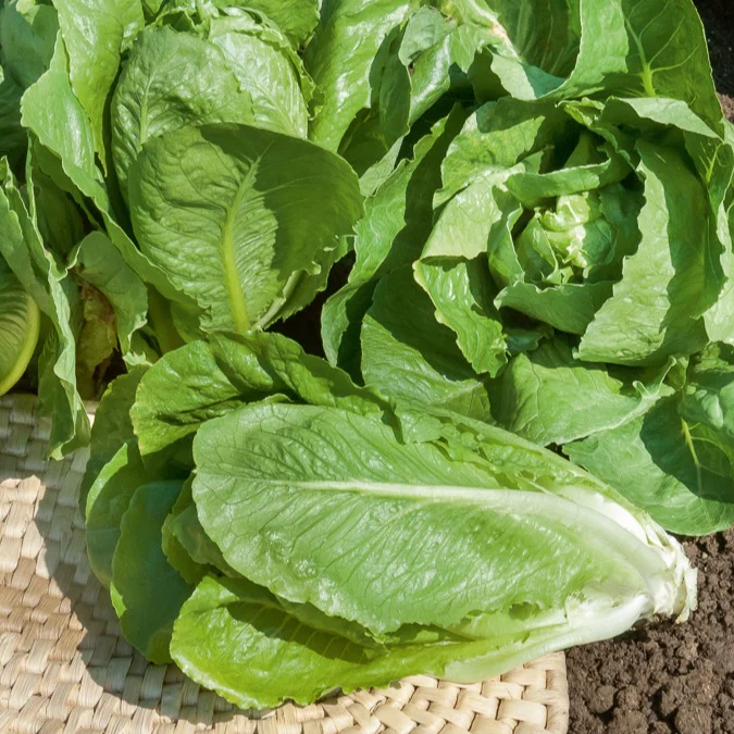 Laitue romaine Blonde maraîchère - Image 2