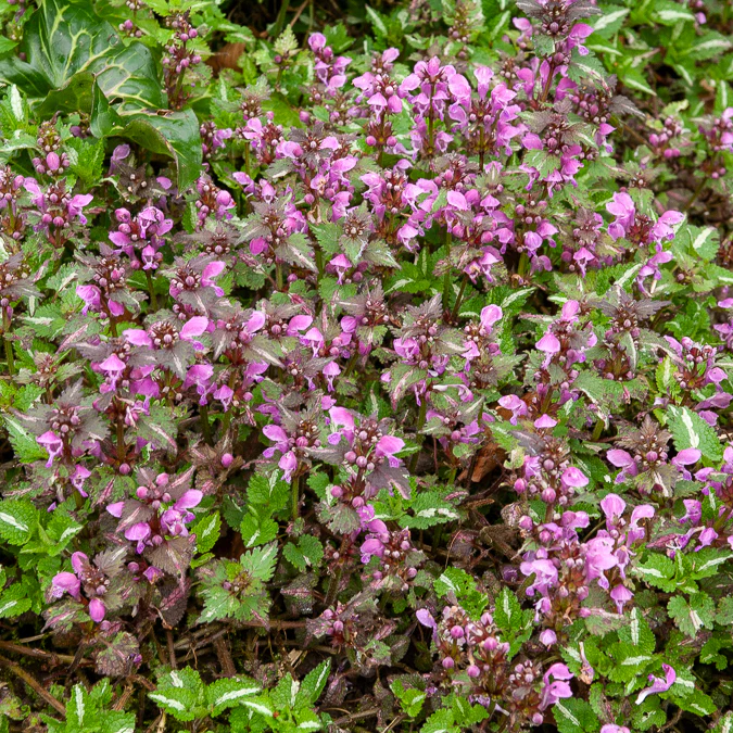 Lamier tacheté Roseum