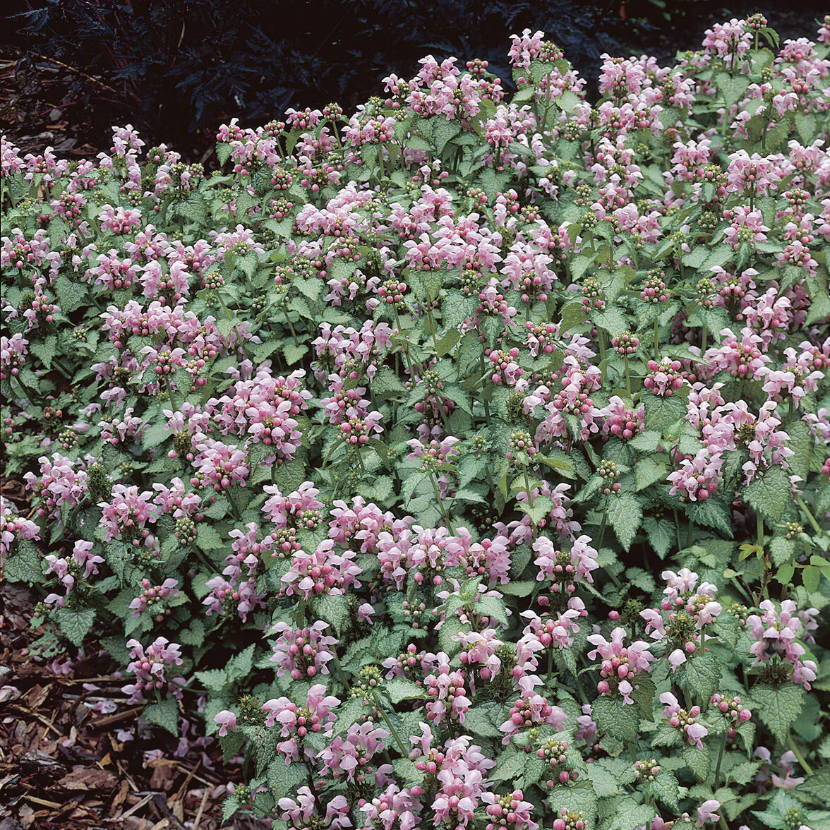 Lamier tacheté Roseum - Image 2