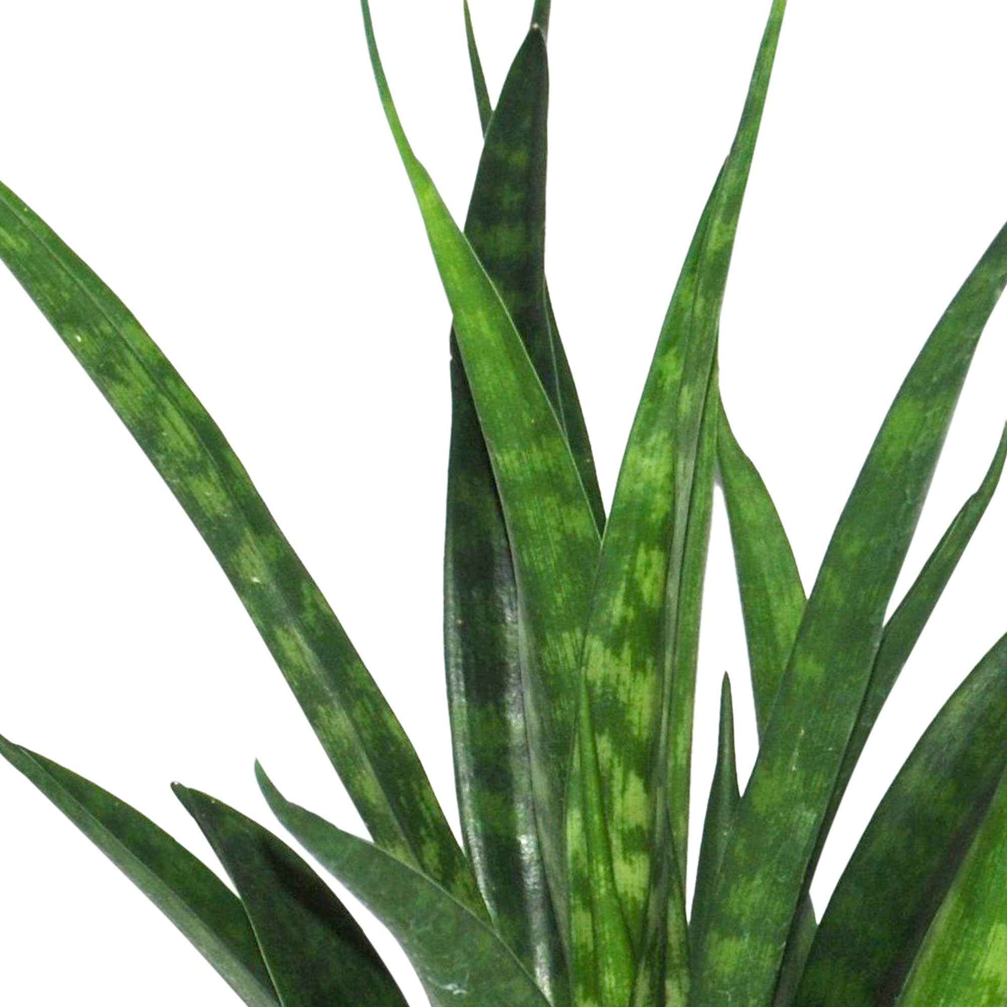Langue de belle-mère Sansevieria 'Friends' - Image 3