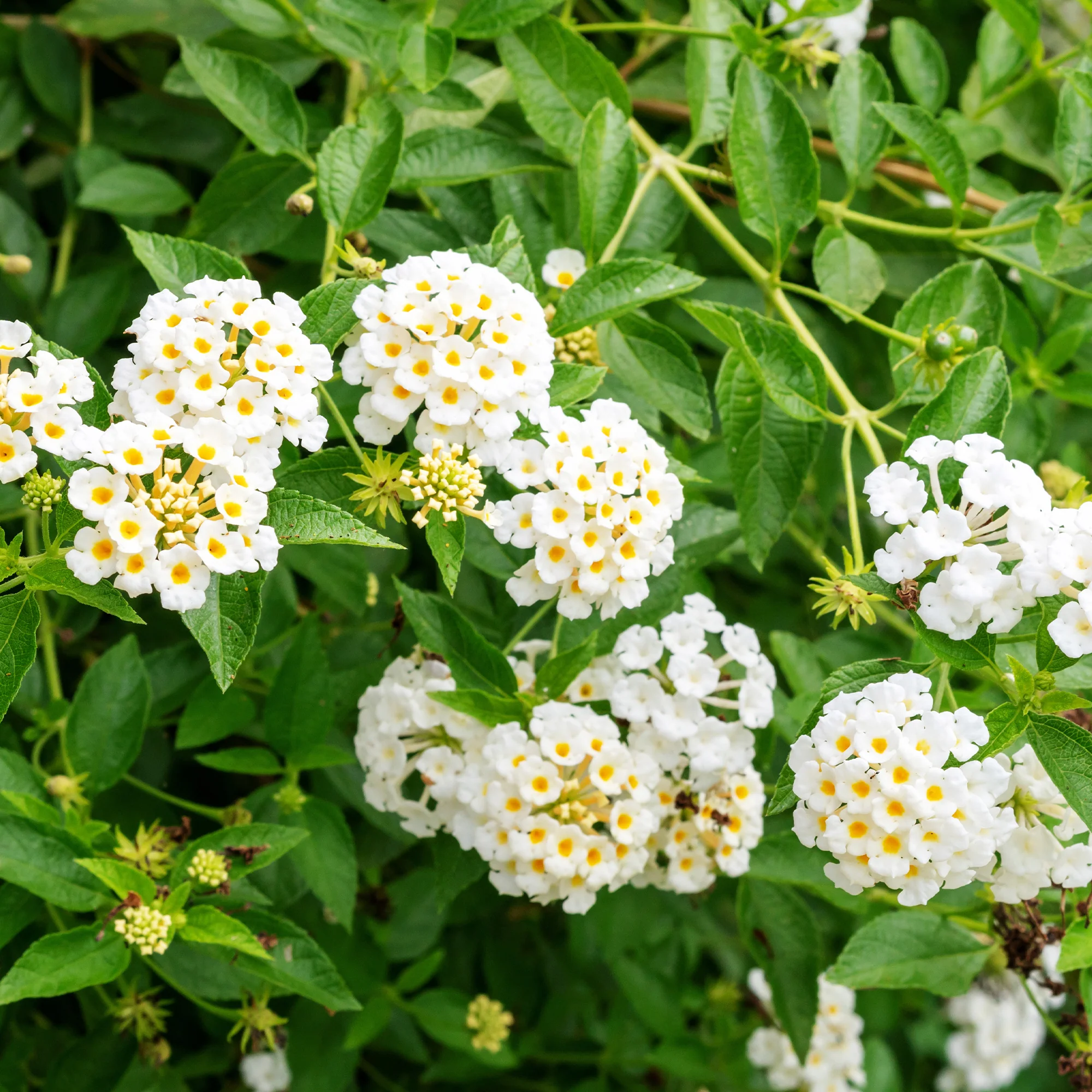 Lantana blanc