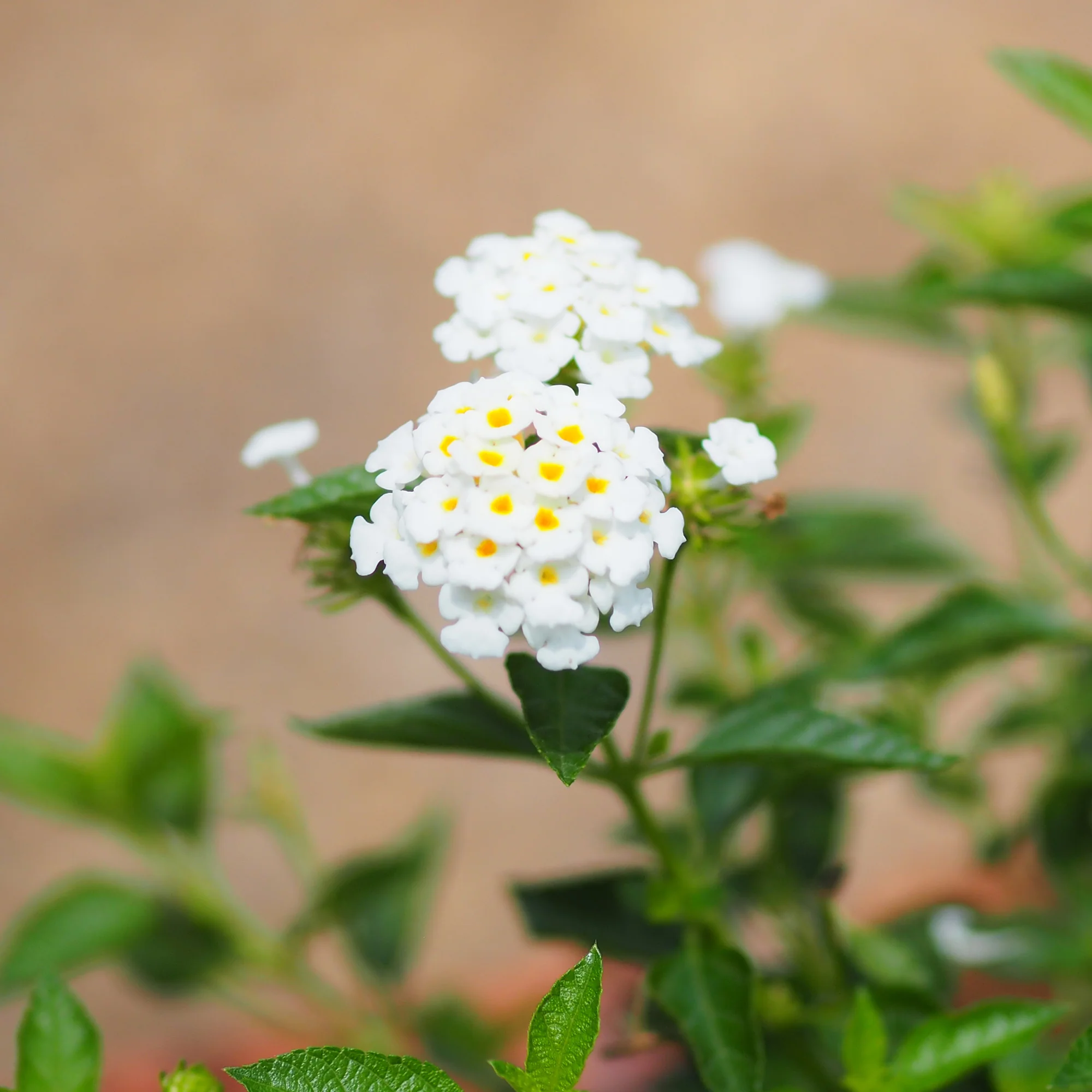 Lantana blanc - Image 2