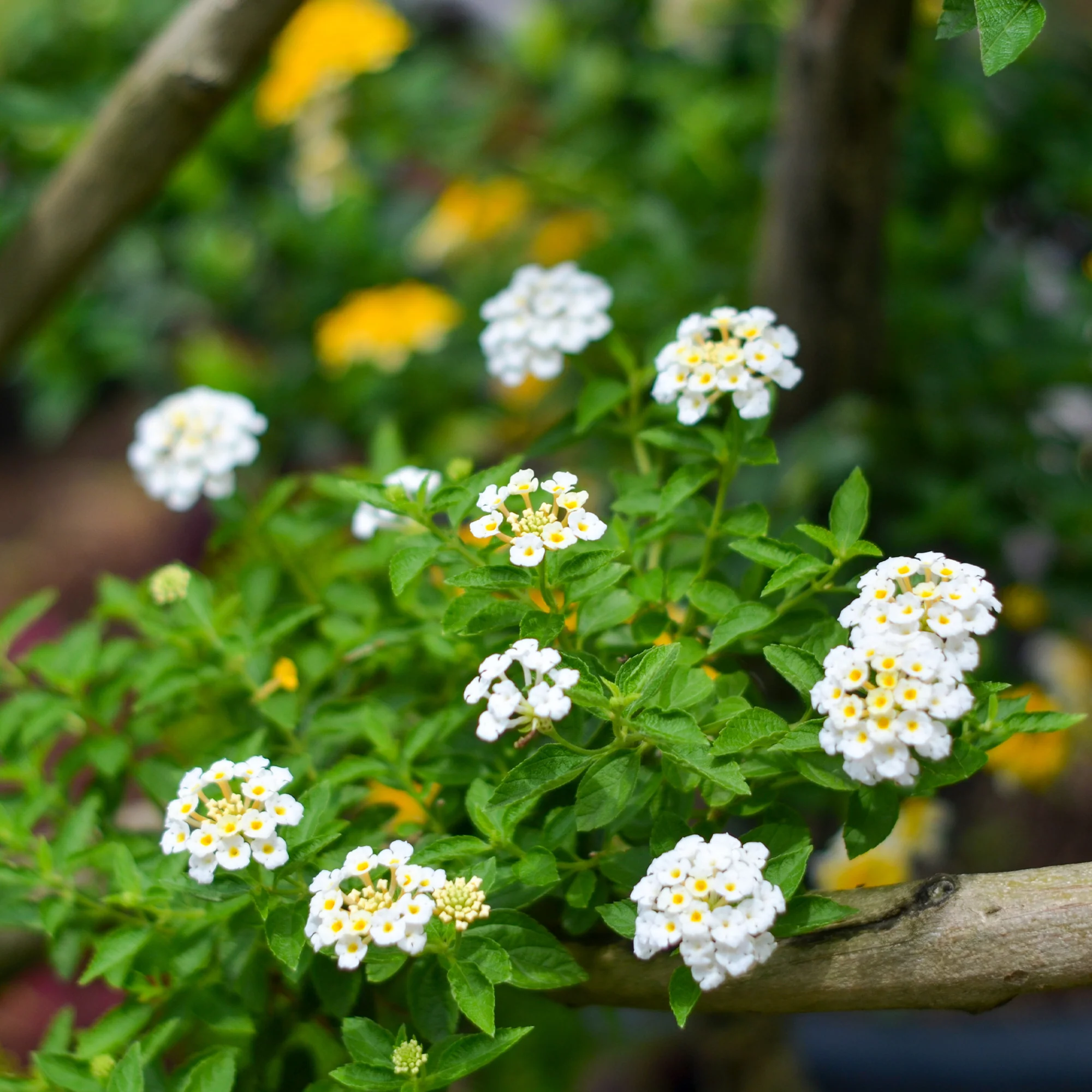 Lantana blanc - Image 3