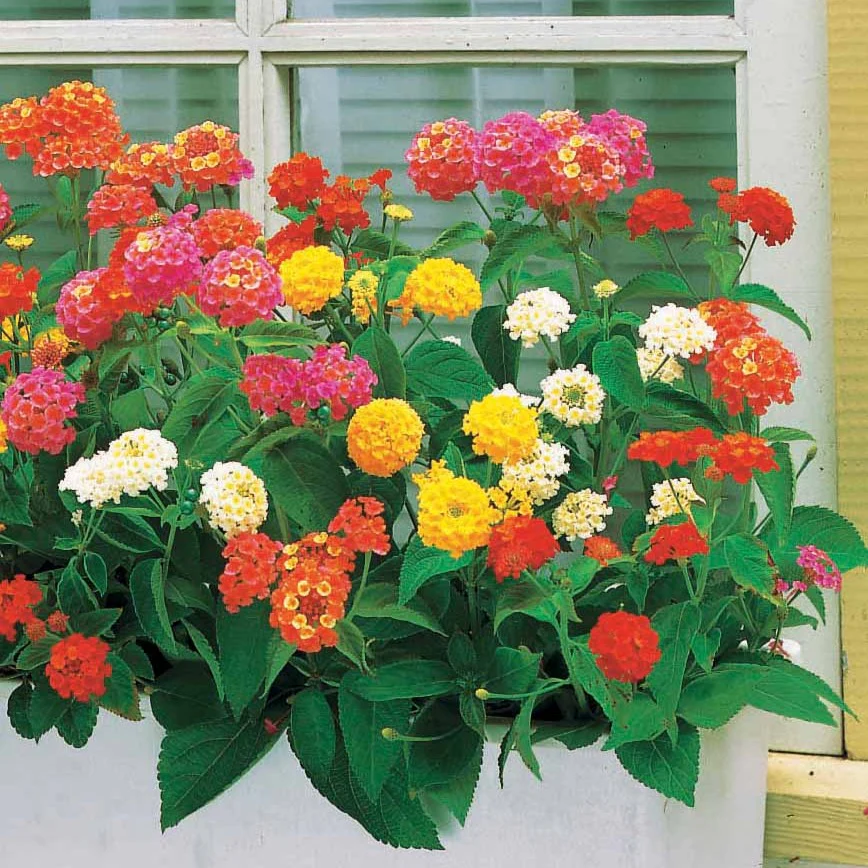 3 Lantanas en mélange - Image 2