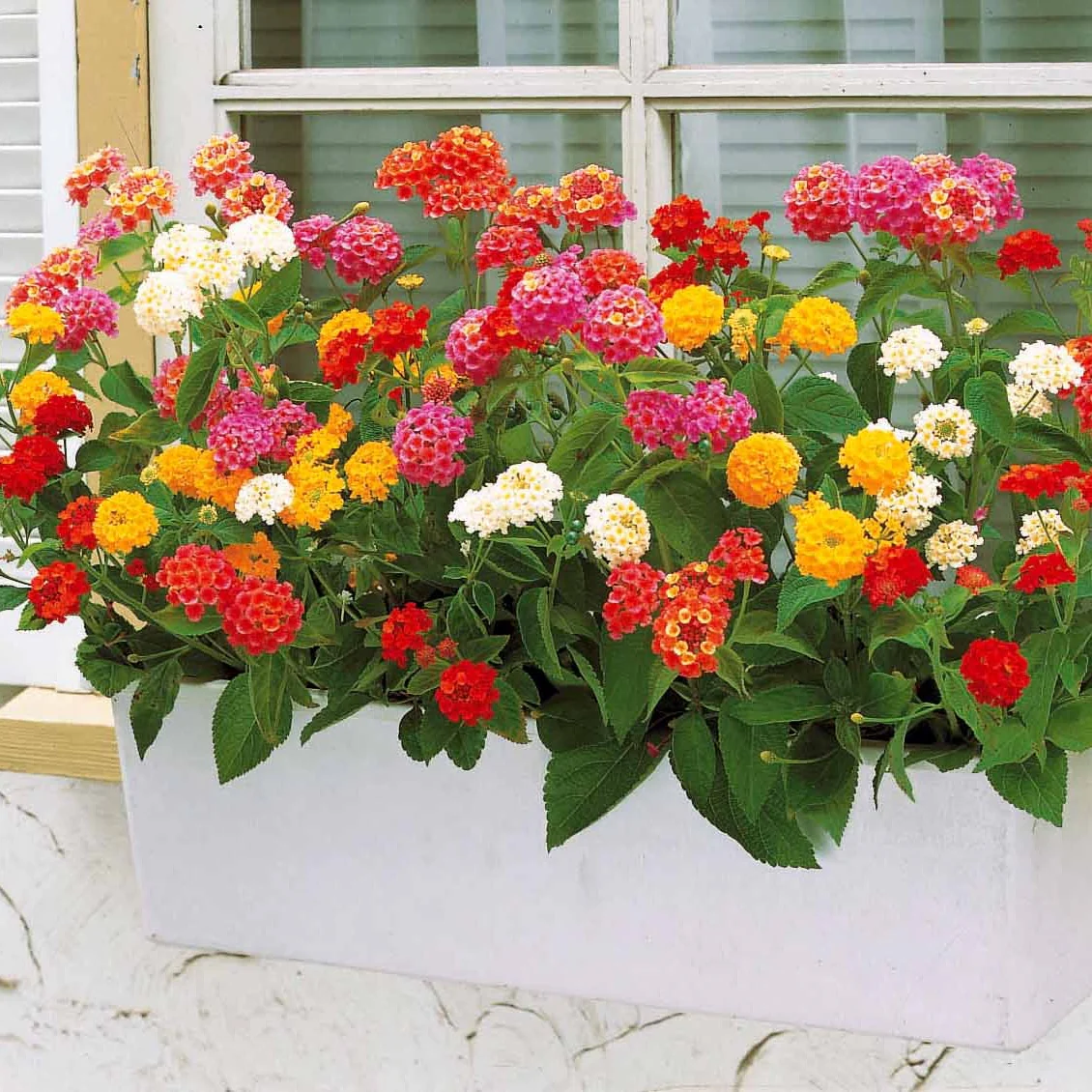 3 Lantanas en mélange - Image 3