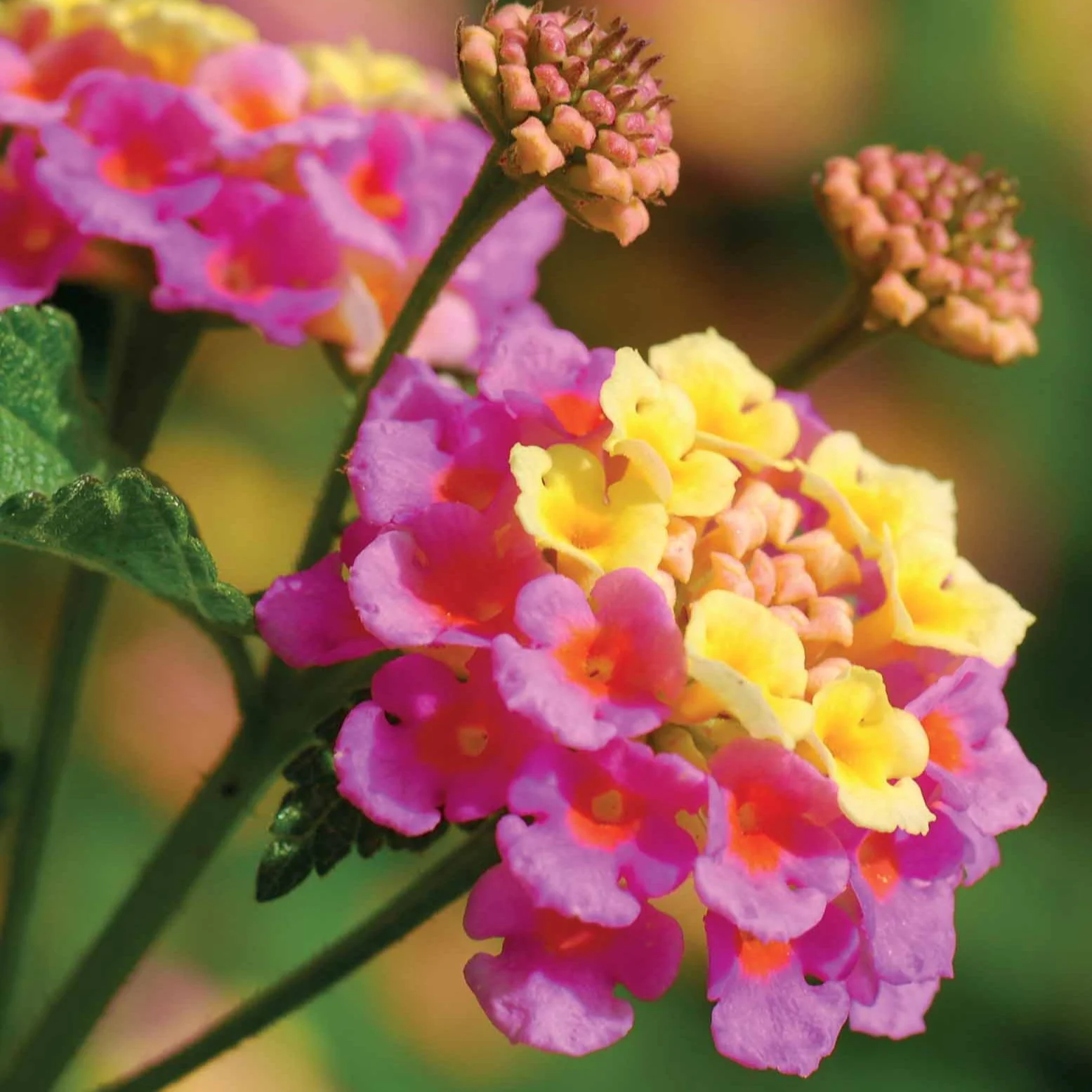 3 Lantanas en mélange - Image 4