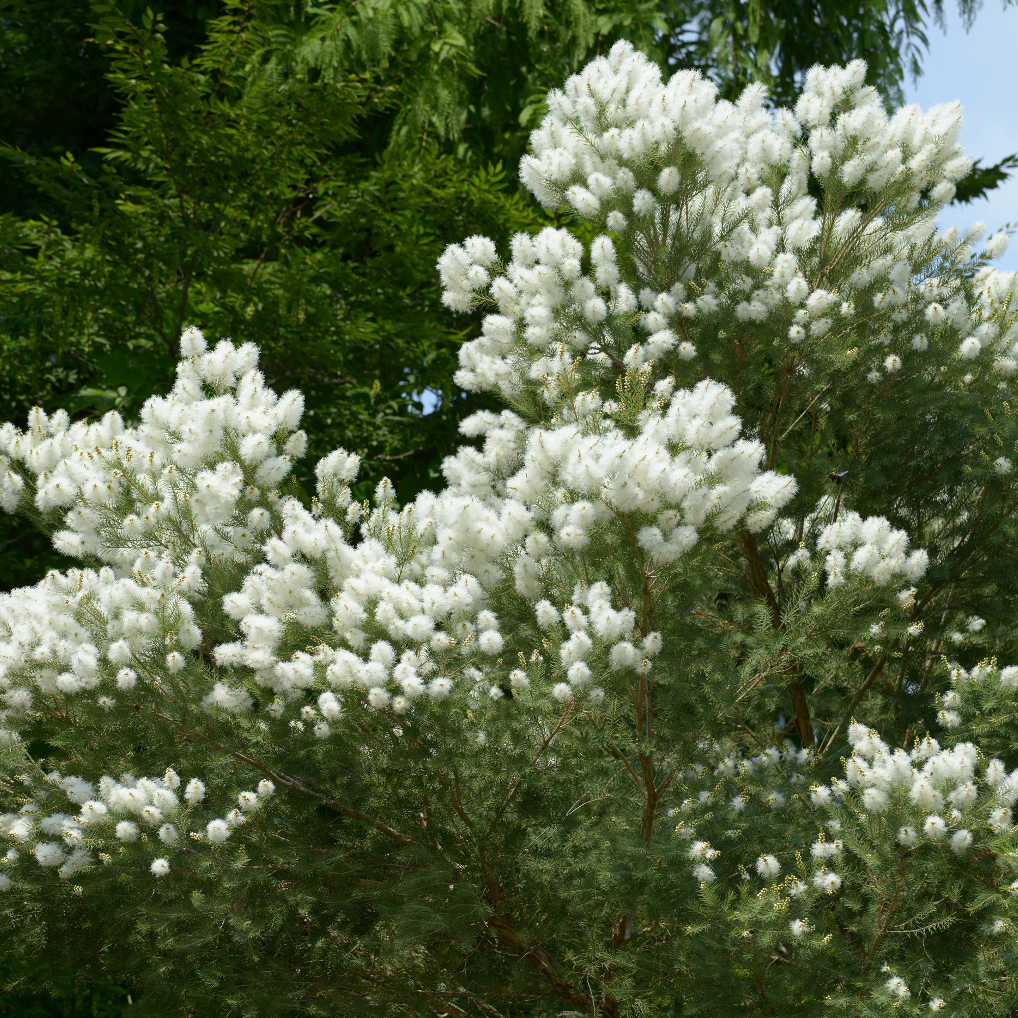 L'arbre à thé - Image 2