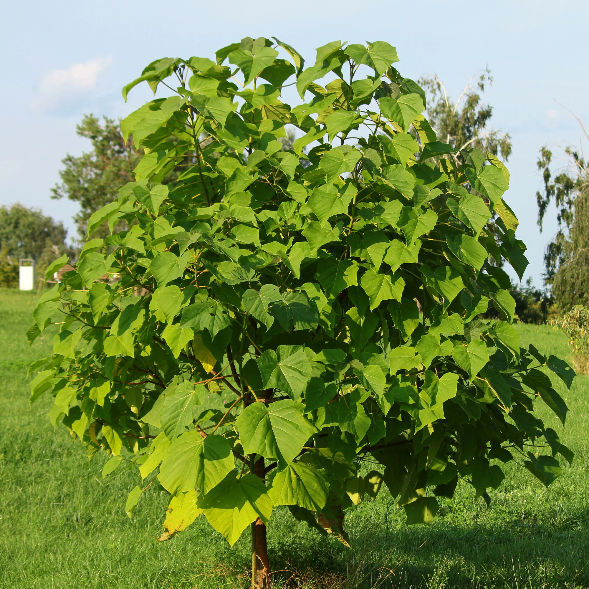 L'Arbre impérial- Paulownia - Image 3