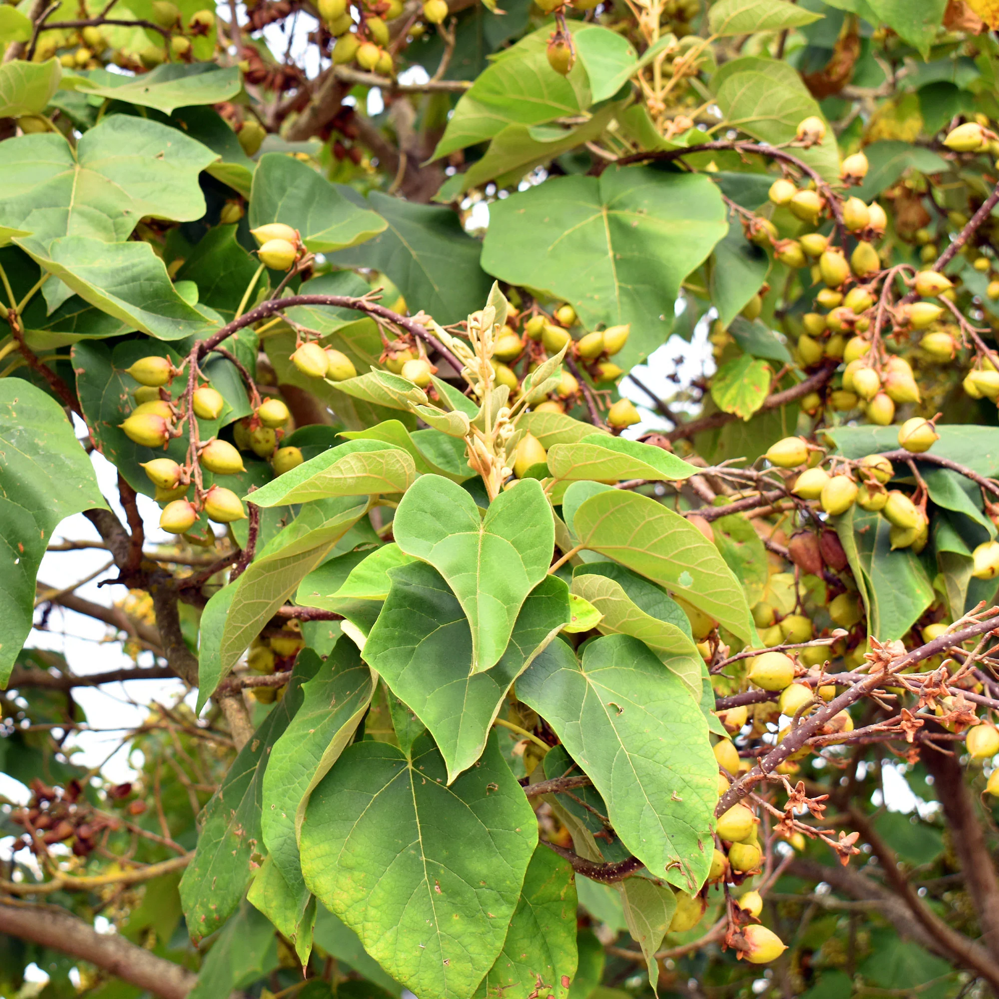 L'Arbre impérial- Paulownia - Image 6