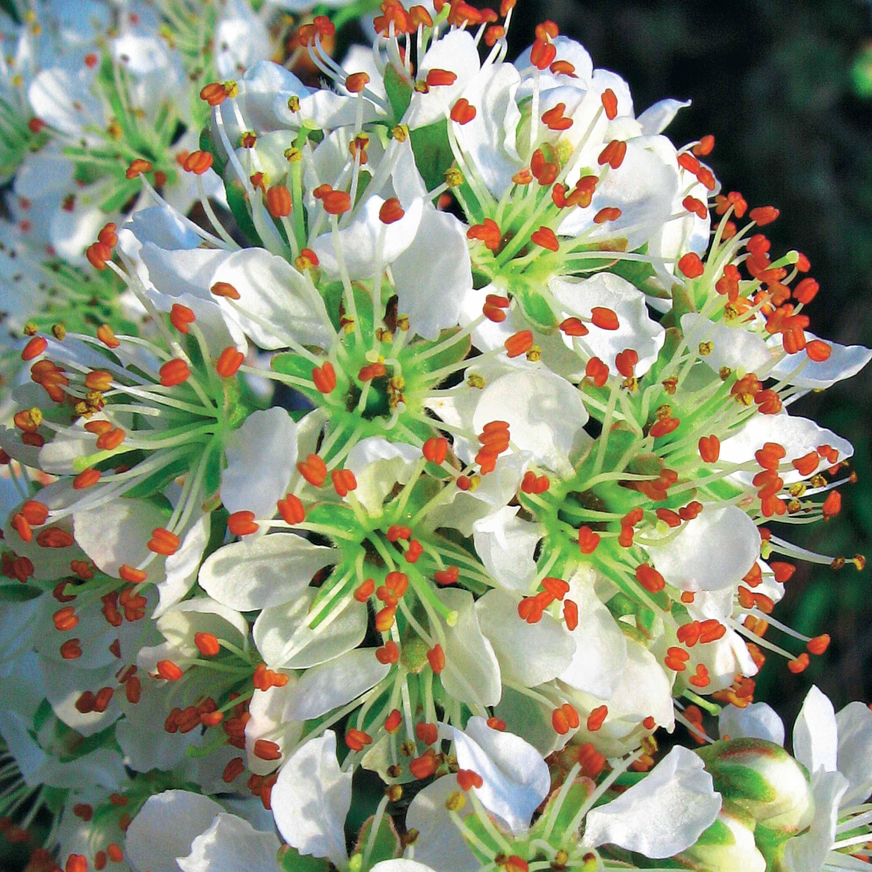 3 Lauriers du Portugal Angustifolia - Image 4