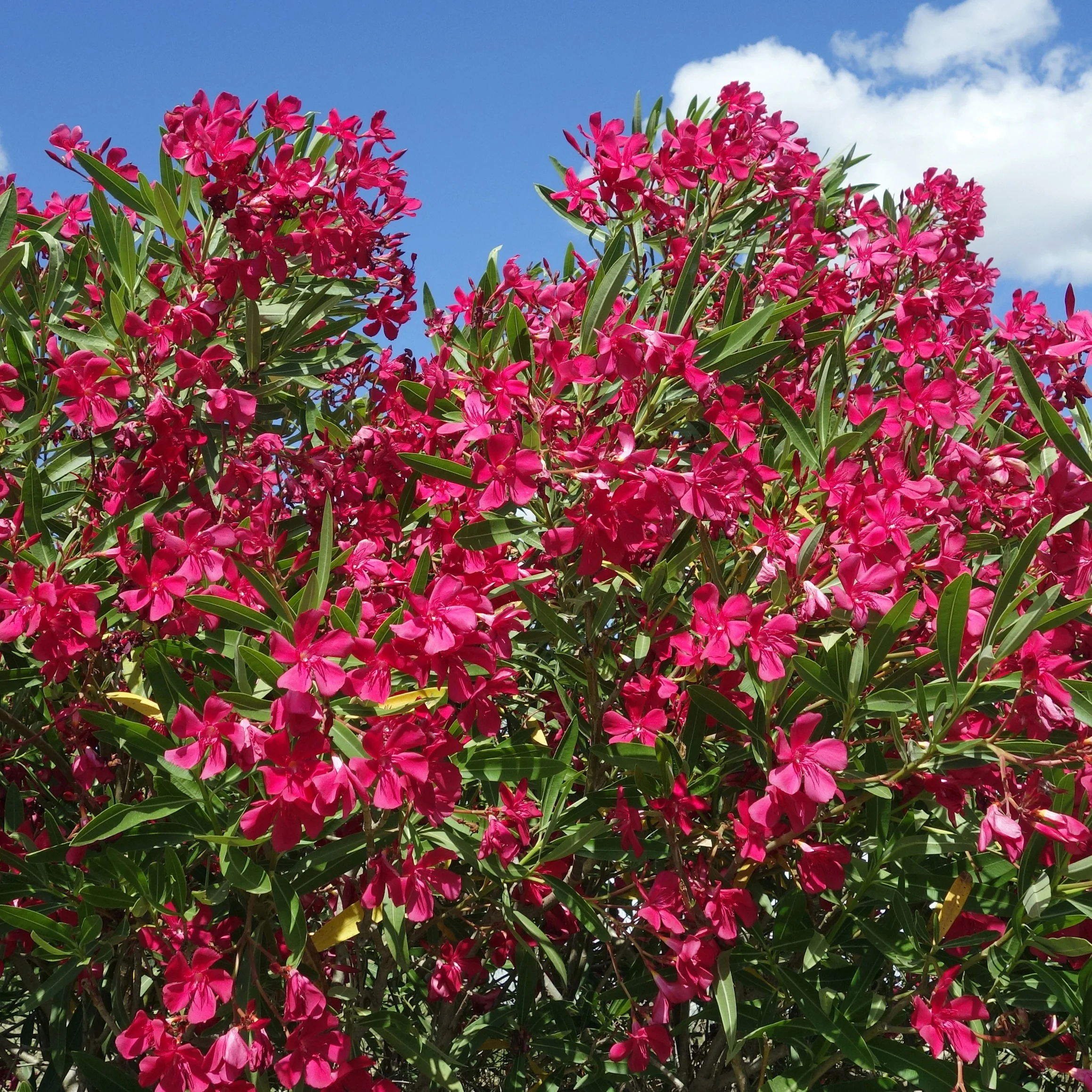 Laurier-rose rouge - Image 2
