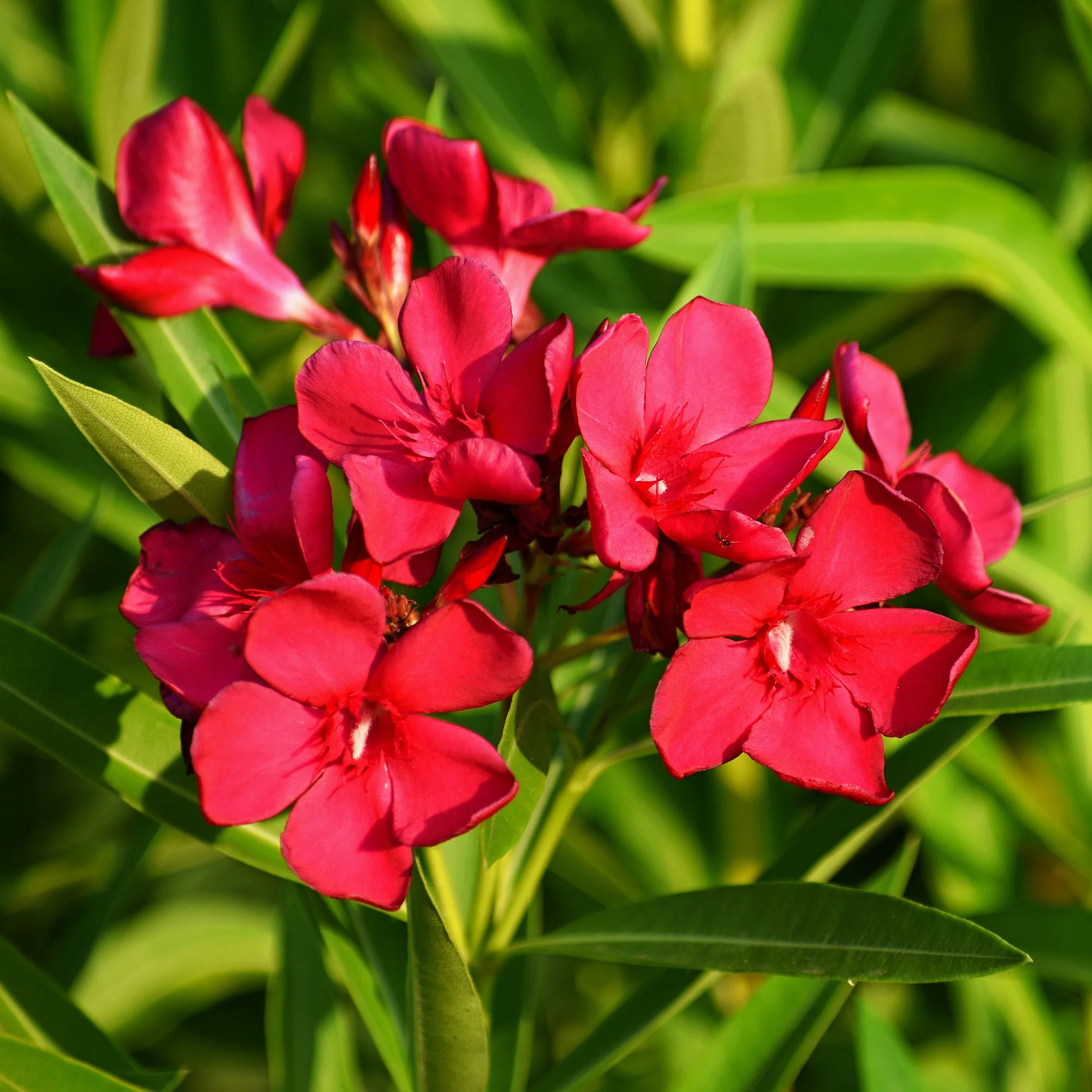 Laurier-rose rouge - Image 3