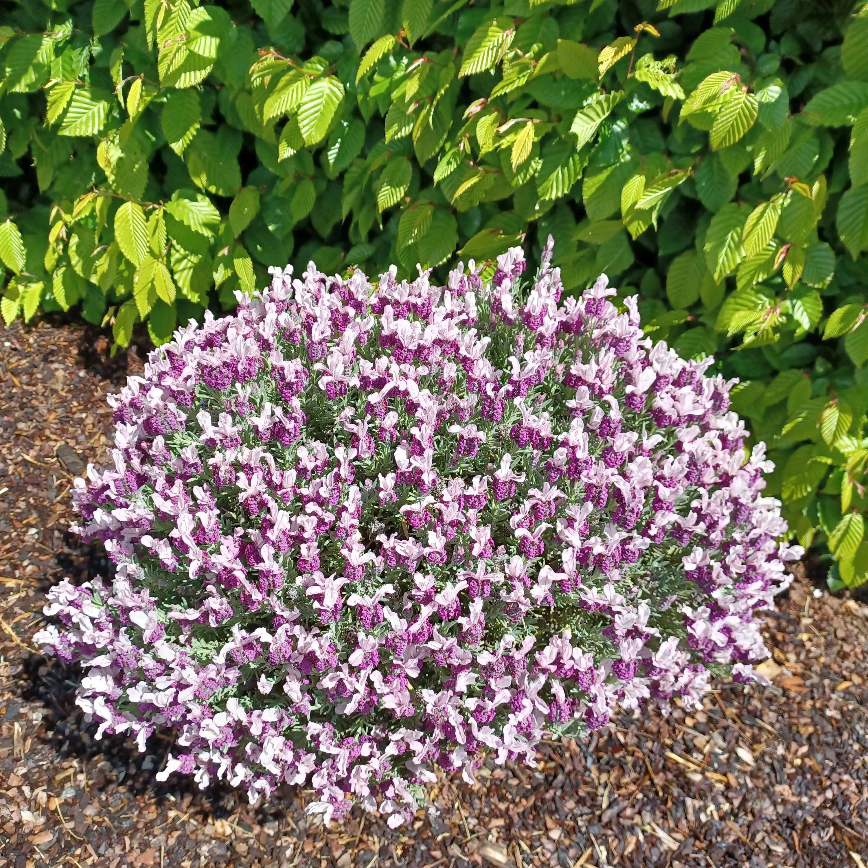 Lavande papillon MAGICAL® POSY PINK