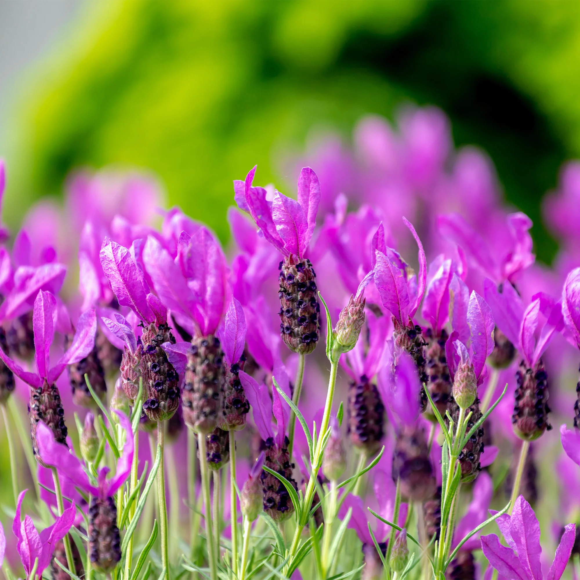 Lavande papillon The Princess ® Lavender