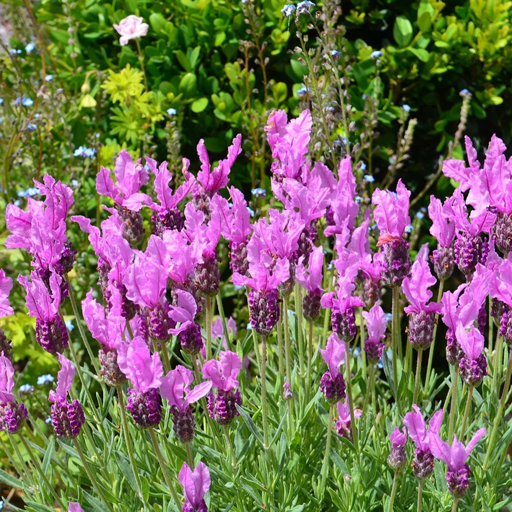 Lavande papillon The Princess ® Lavender - Image 3