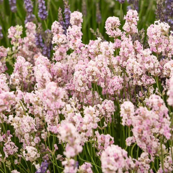Lavande 'Rosea'