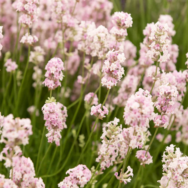 Lavande 'Rosea' - Image 2