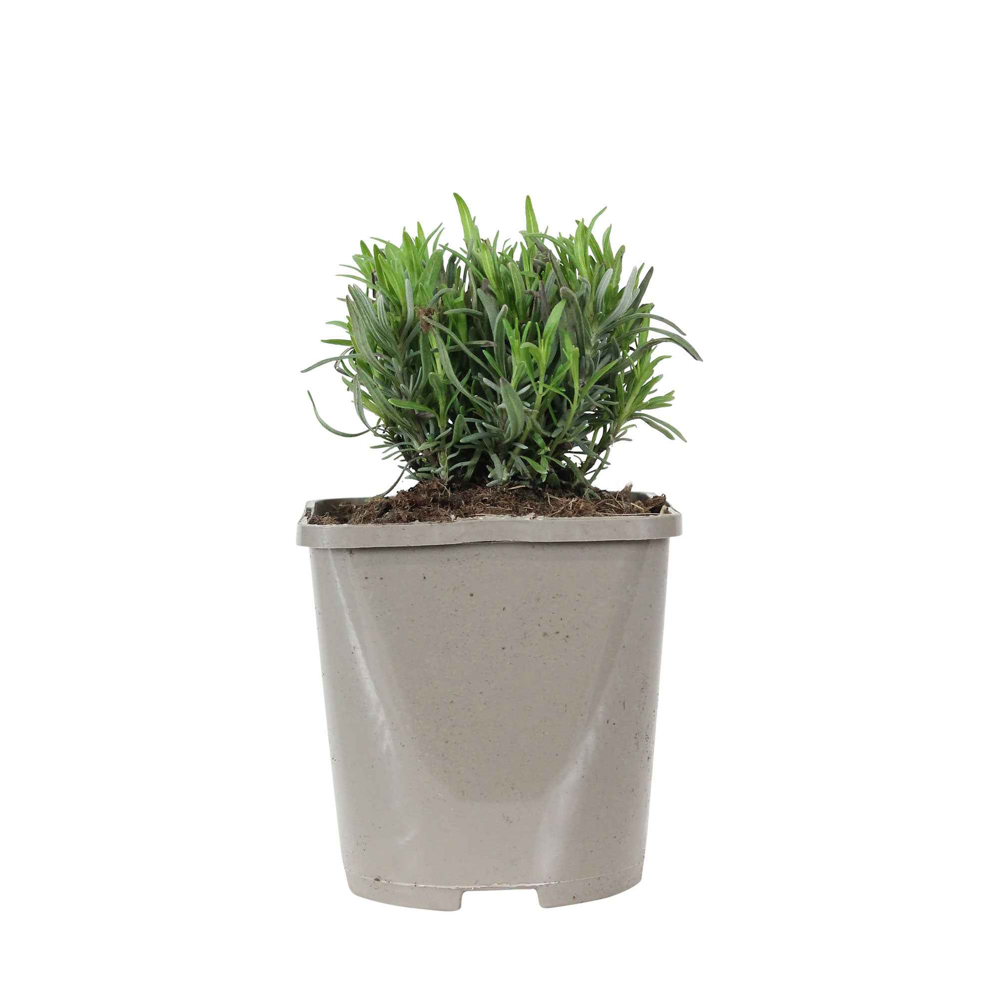Lavande 'Rosea' - Image 3