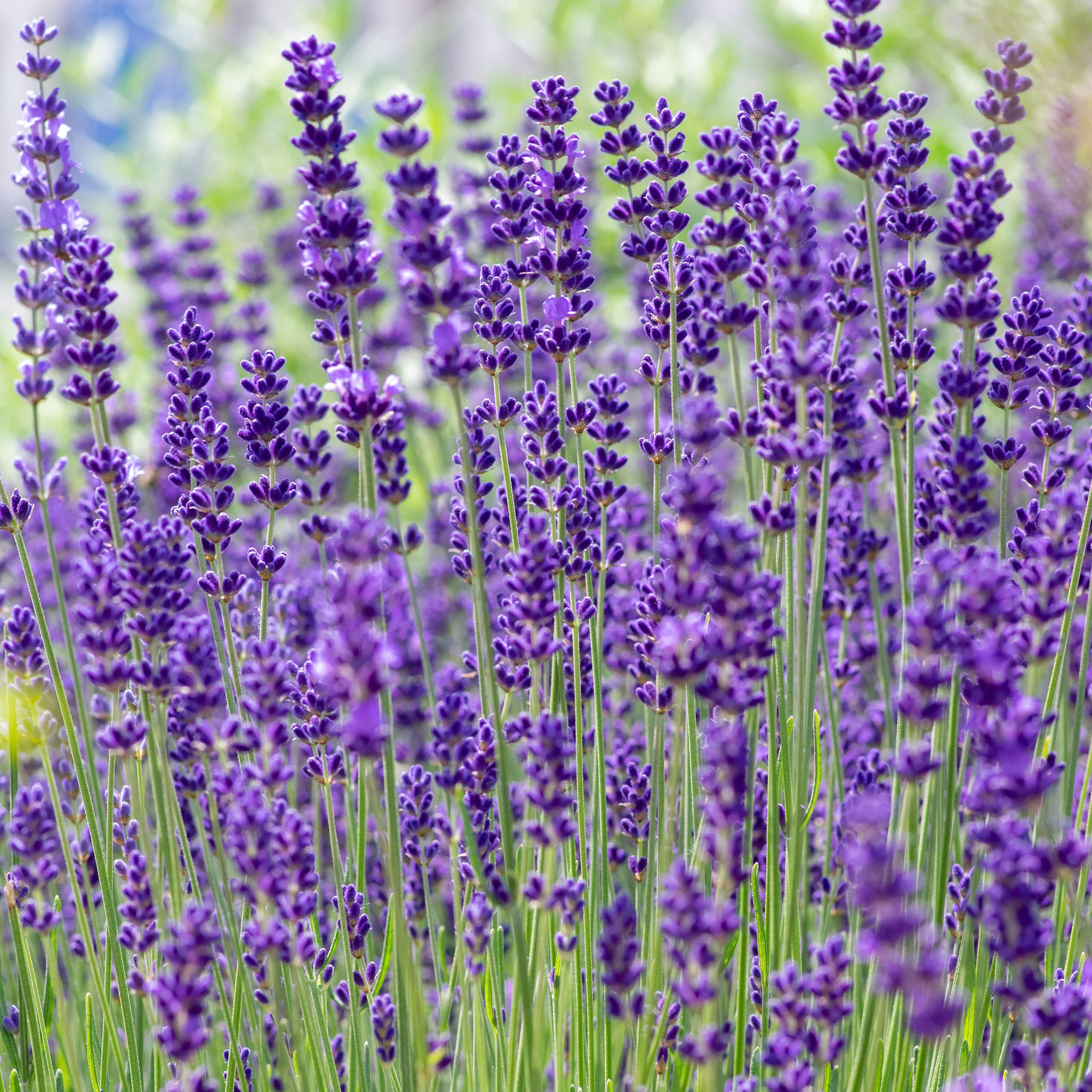 Lavande vraie 'Hidcote' - Image 2