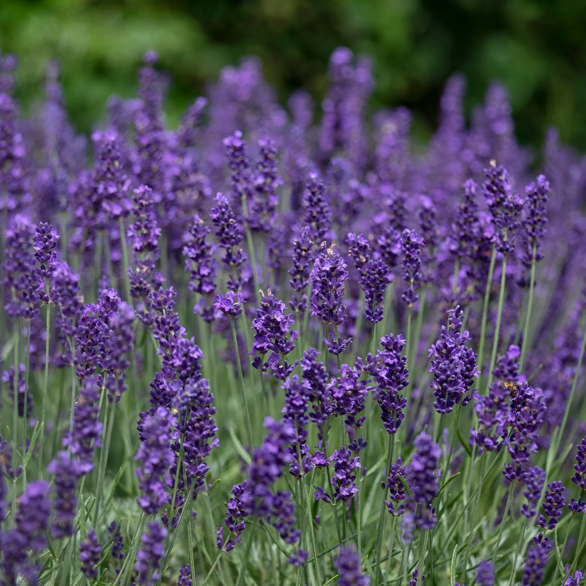 Lavande vraie 'Hidcote' - Image 4