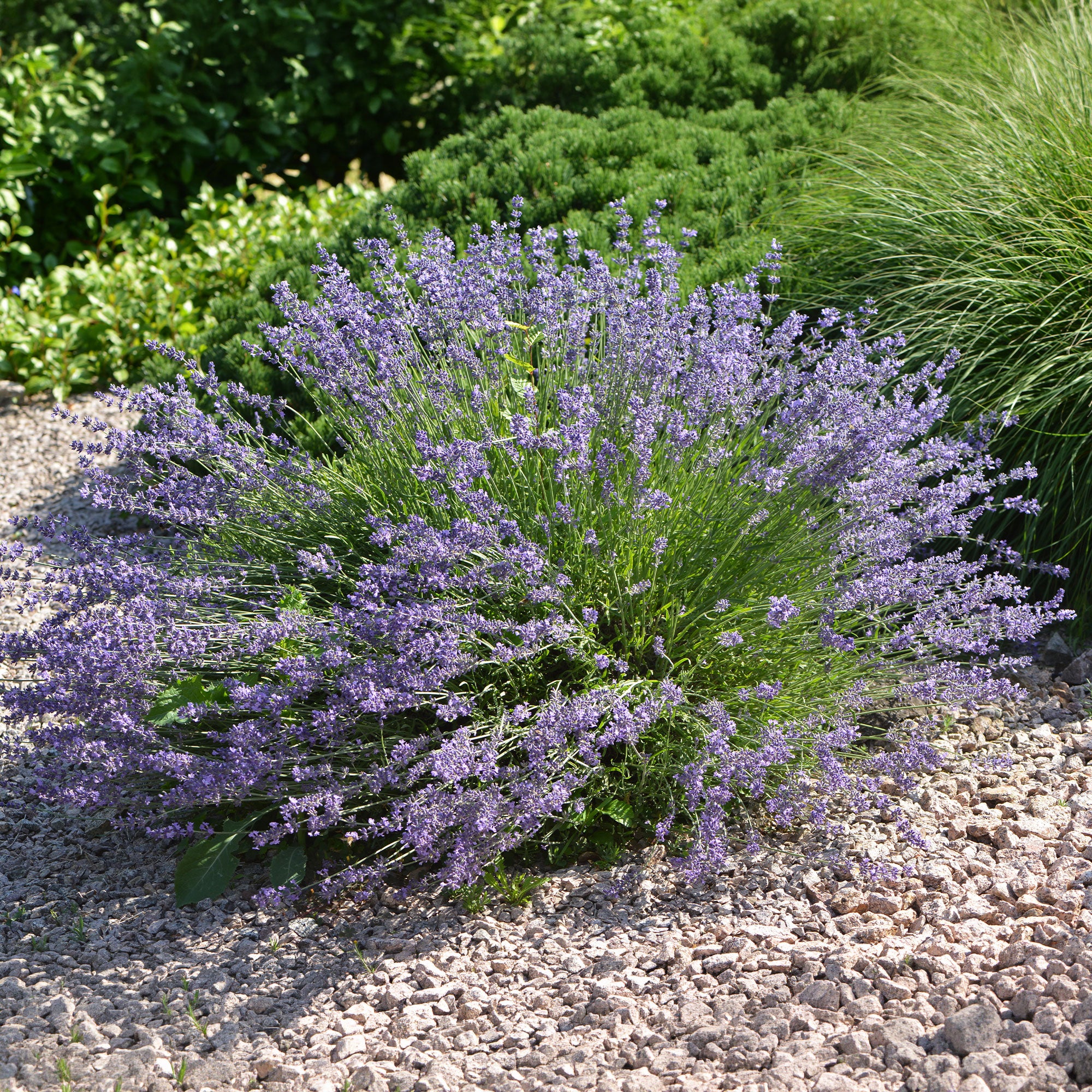 Lavandin Dutch