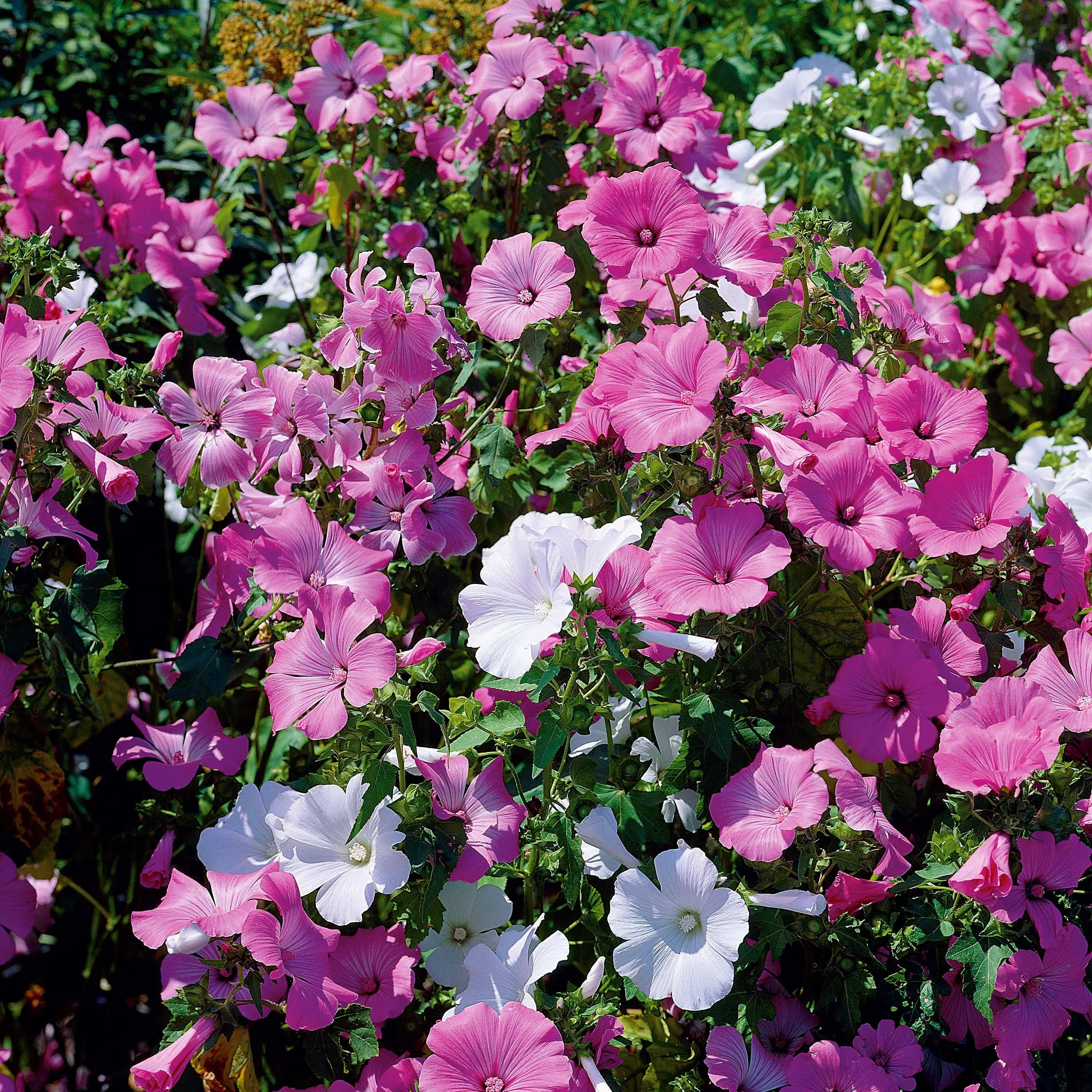 Lavatères à grandes fleurs en mélange - Image 2