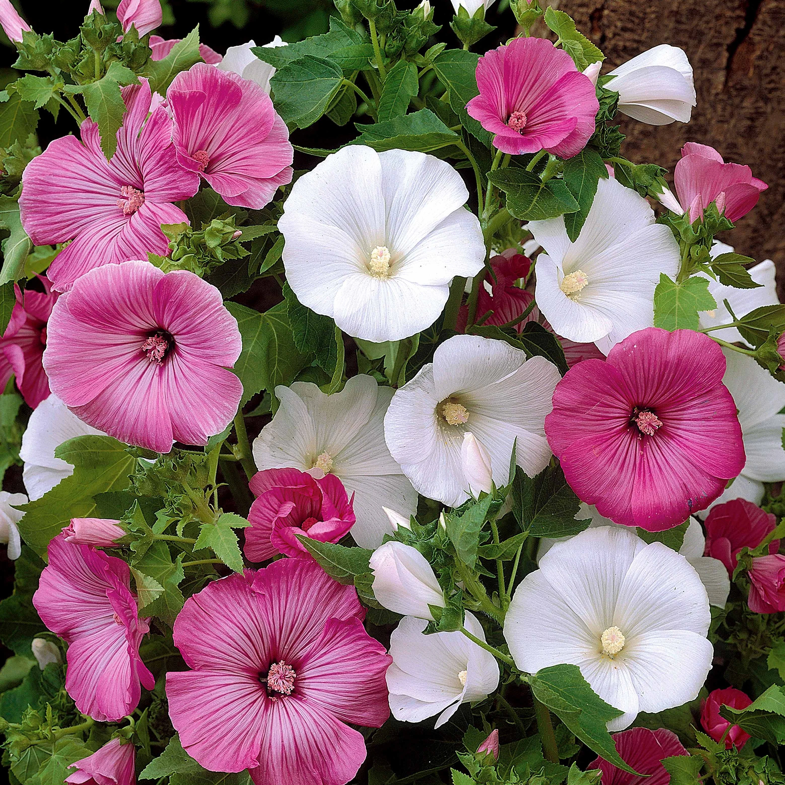 Lavatères à grandes fleurs en mélange - Image 3