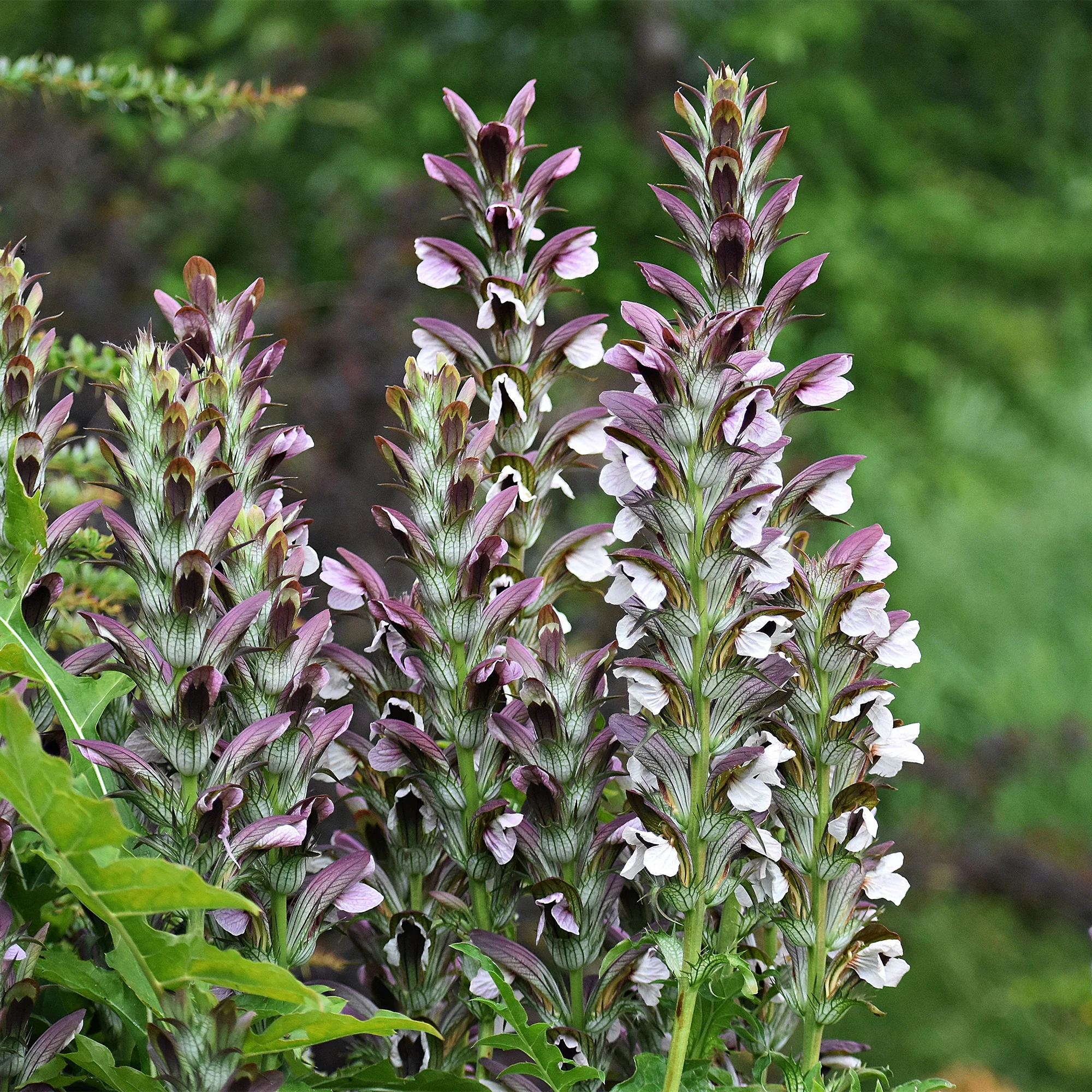 Le massif été fleuri - 18 plantes vivaces - Superficie environ 2 m² - Image 3