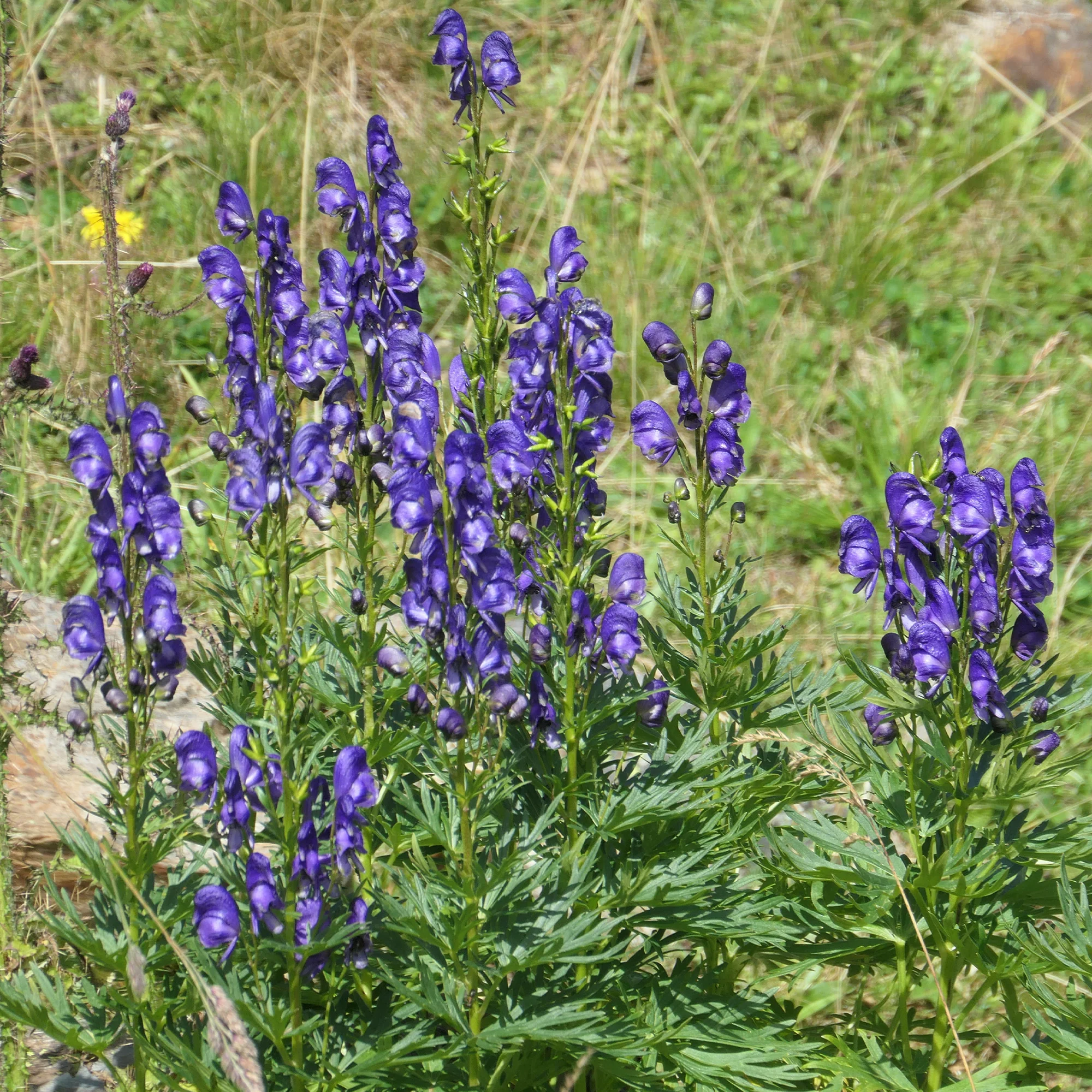 Le massif été fleuri - 18 plantes vivaces - Superficie environ 2 m² - Image 5