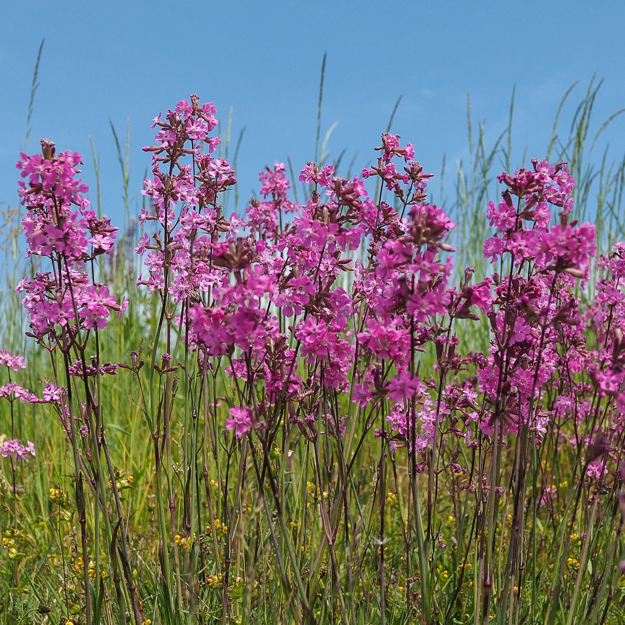 Le massif été fleuri - 18 plantes vivaces - Superficie environ 2 m² - Image 6