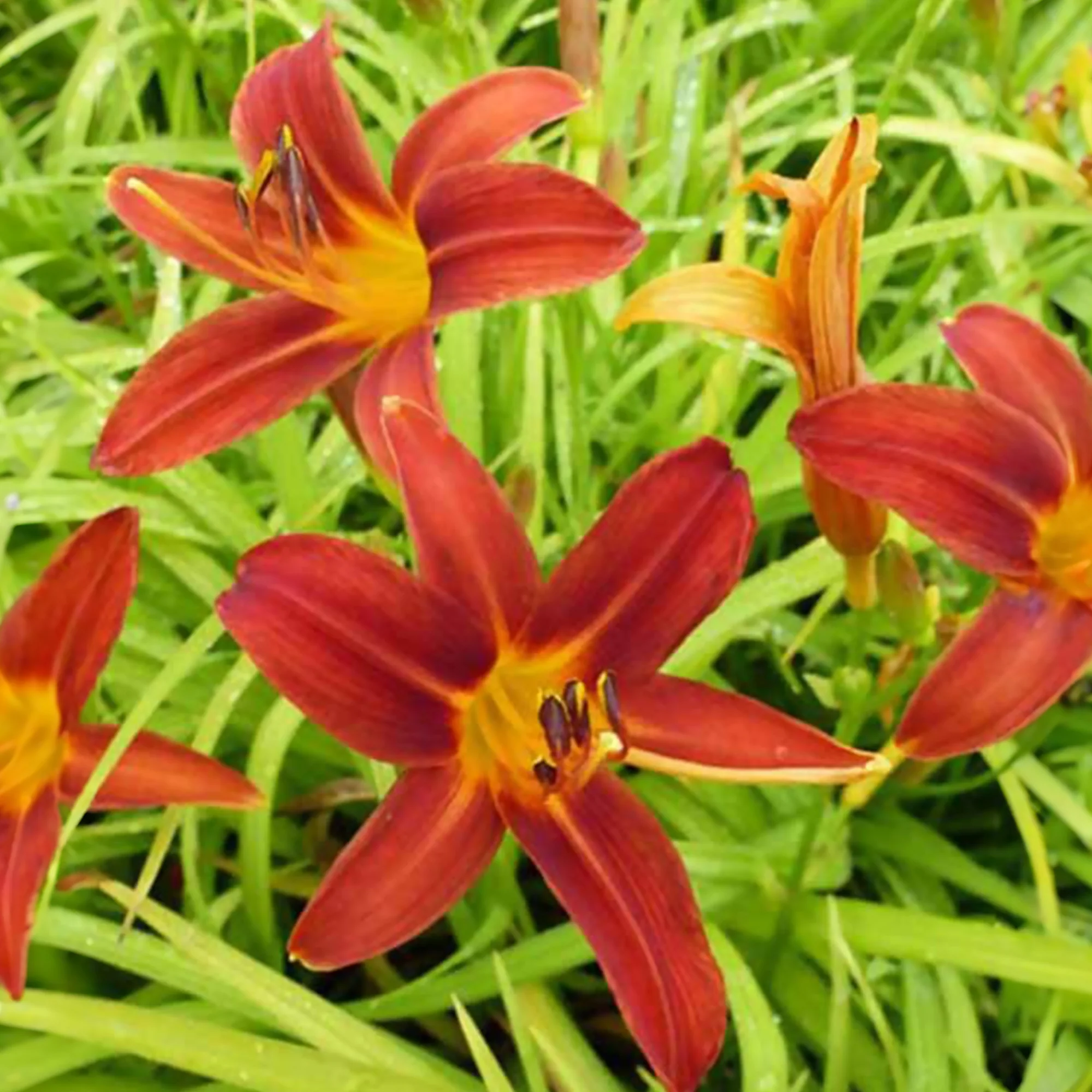 Le massif été fleuri - 18 plantes vivaces - Superficie environ 2 m² - Image 8