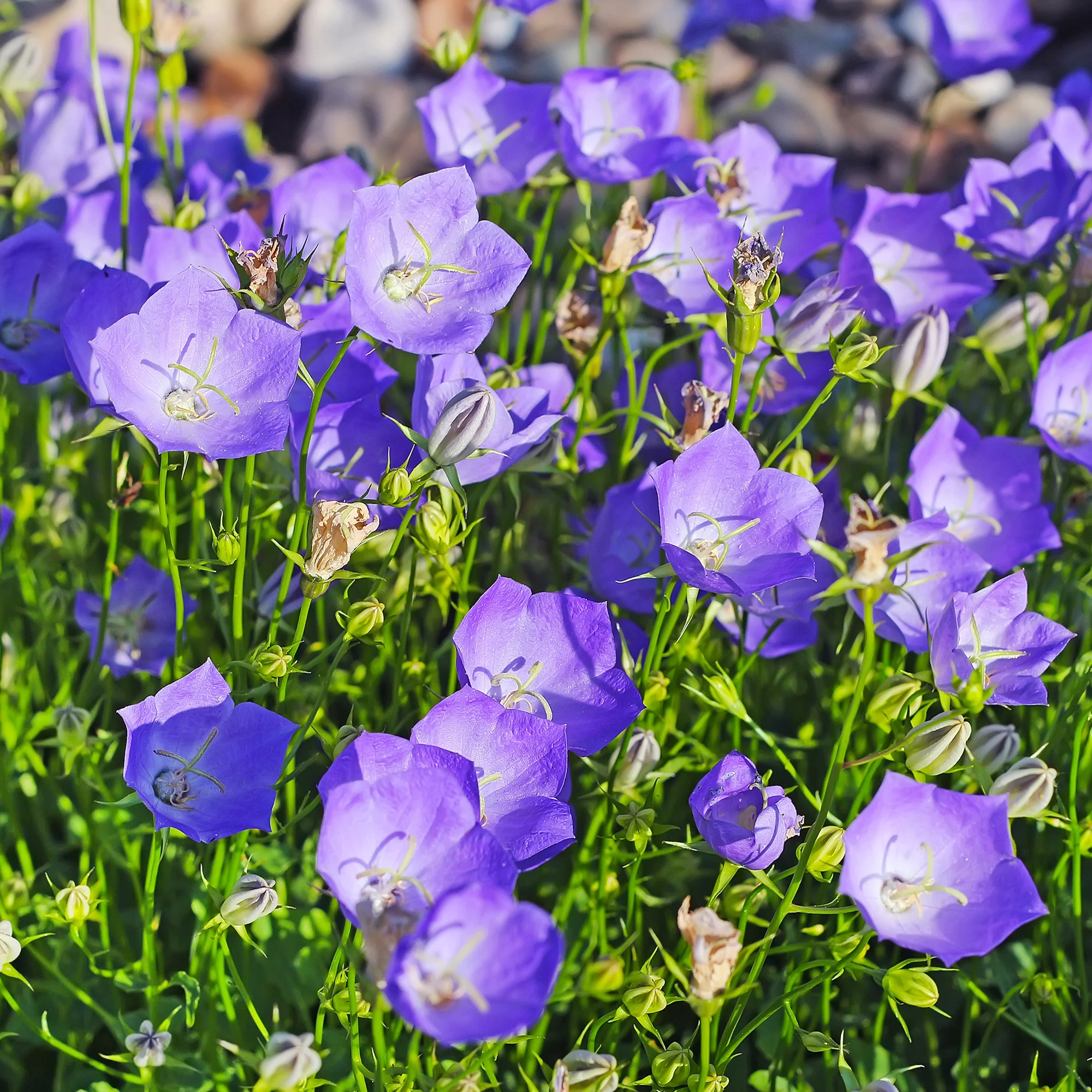 Le massif été fleuri - 18 plantes vivaces - Superficie environ 2 m² - Image 9